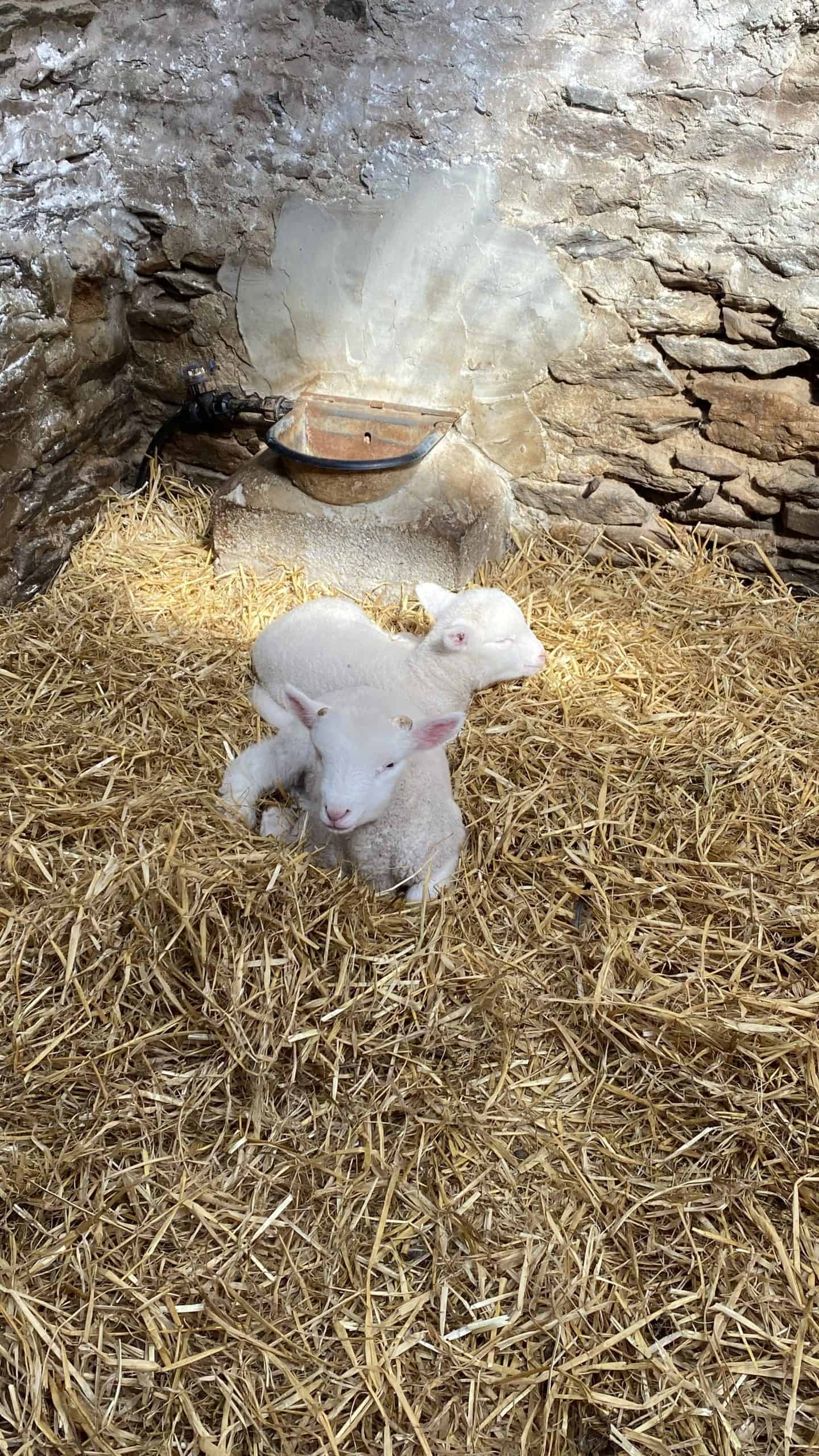 Lambs on the farm
