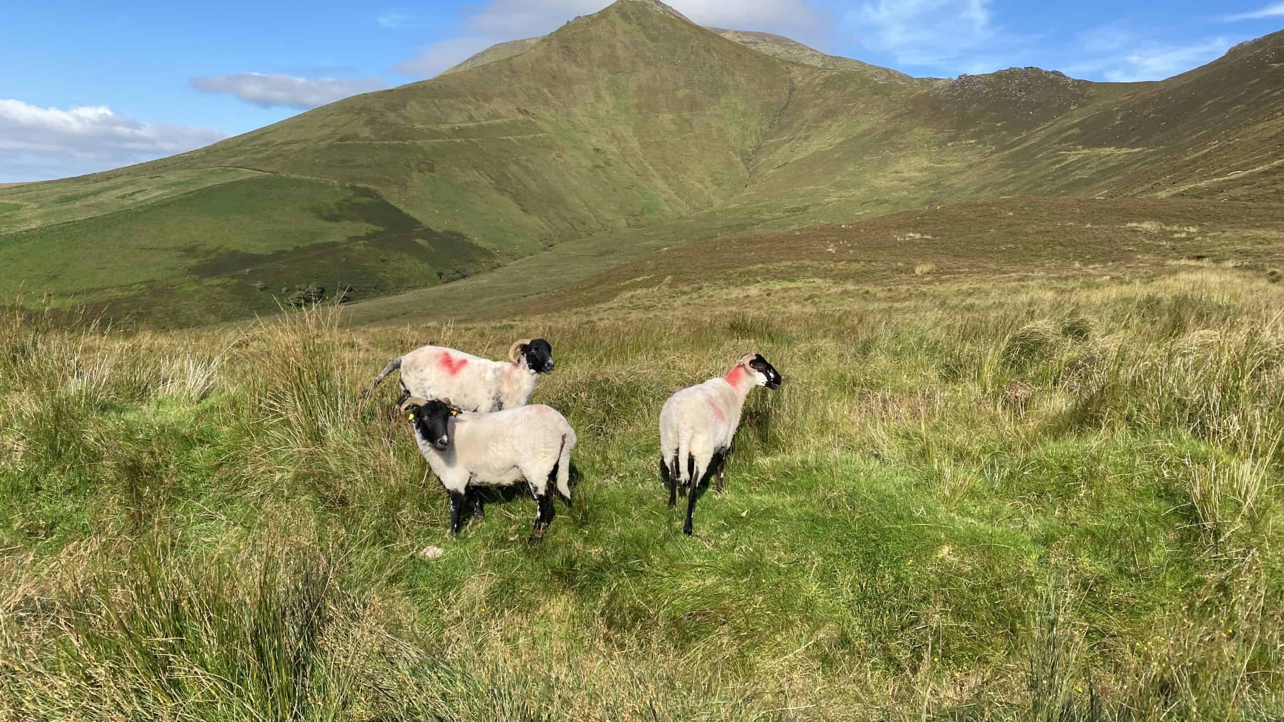 Sheep out to pasture