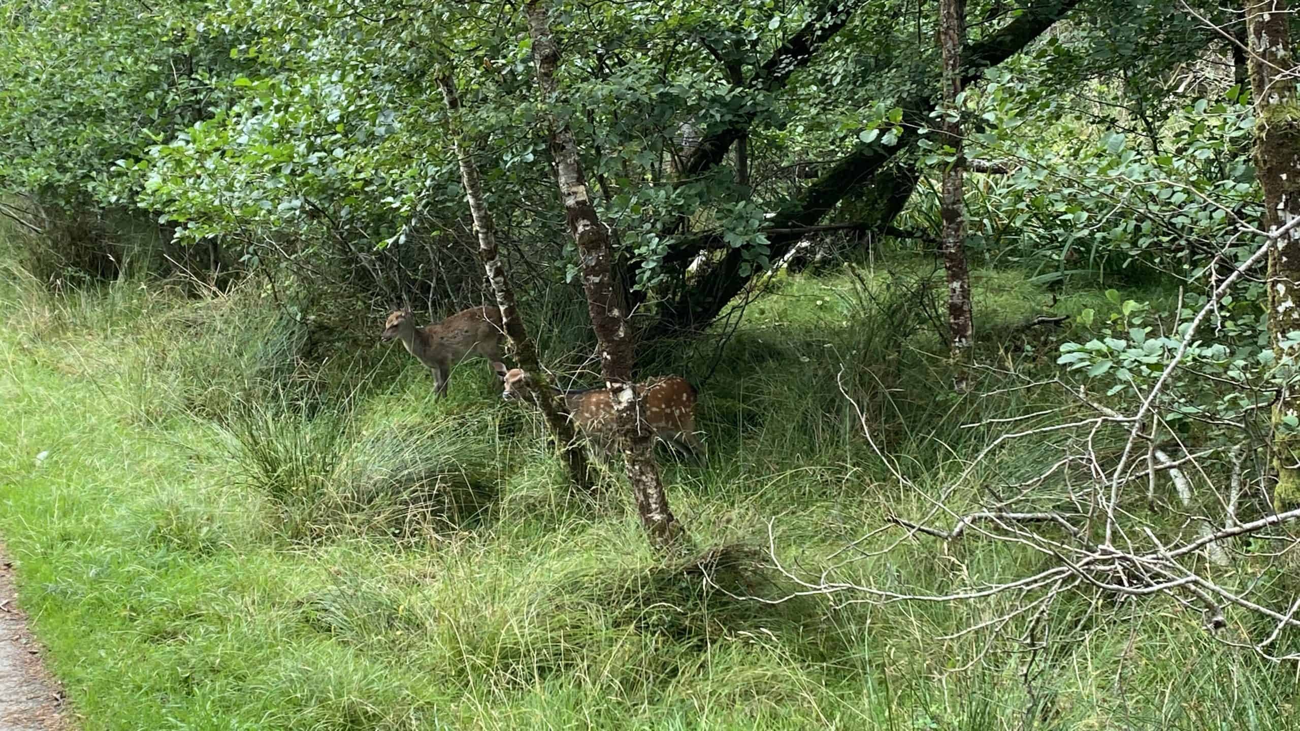 Red deer