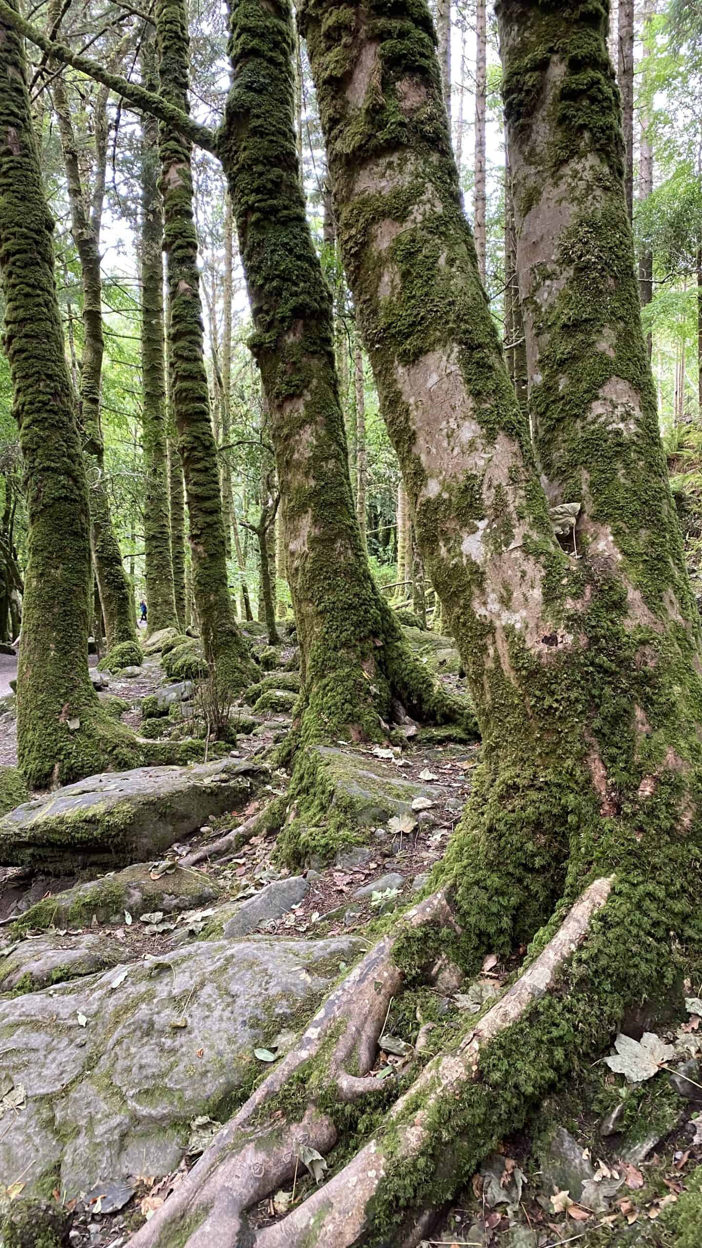 Trees with moss