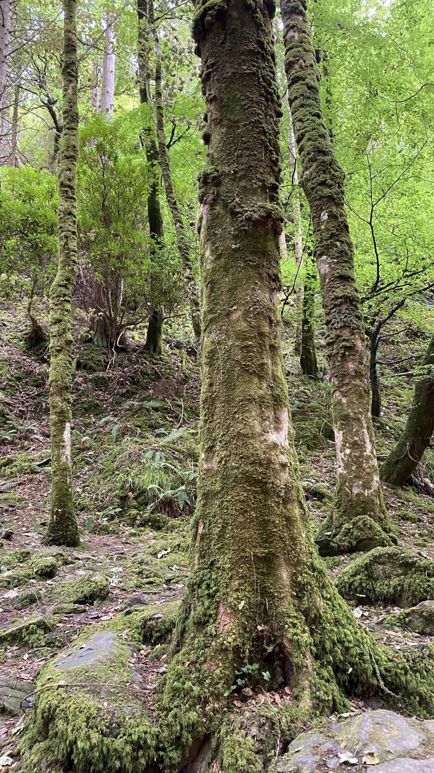 The moss covered trees