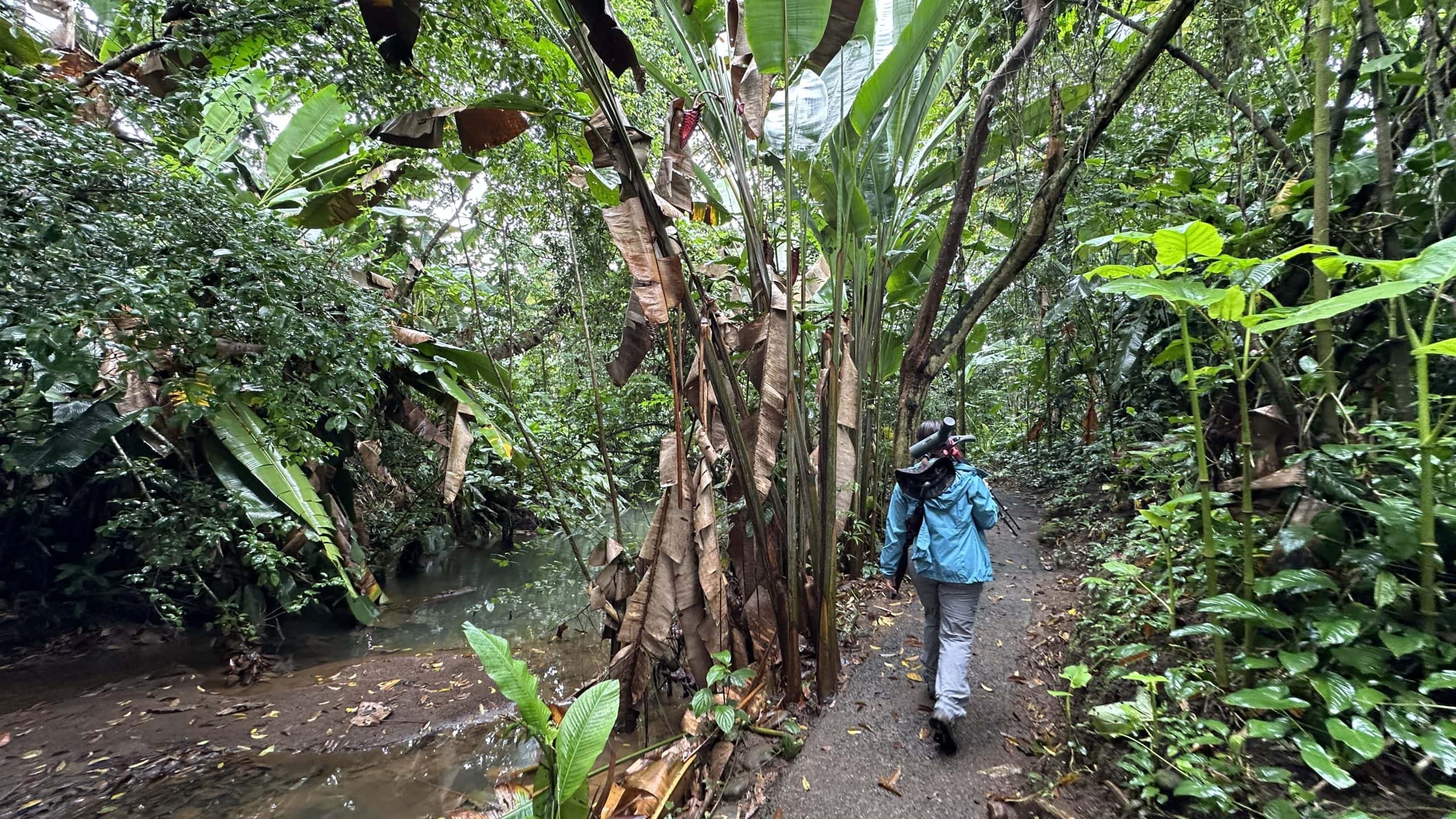 Trekking through the forest at Sloth Territory