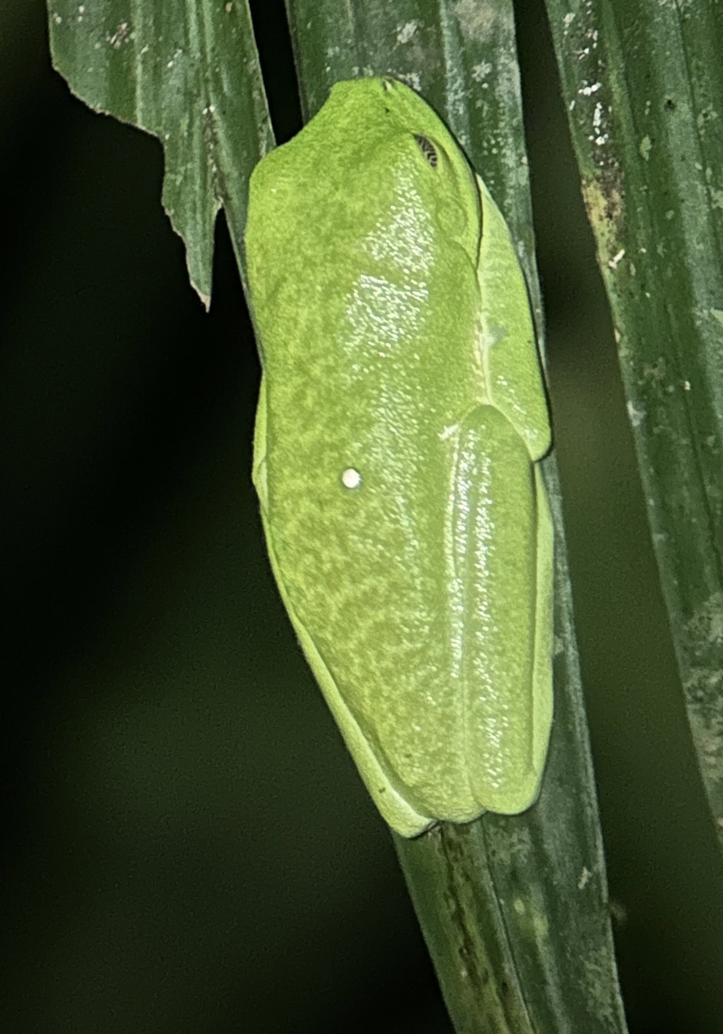 Pygmy rain frog