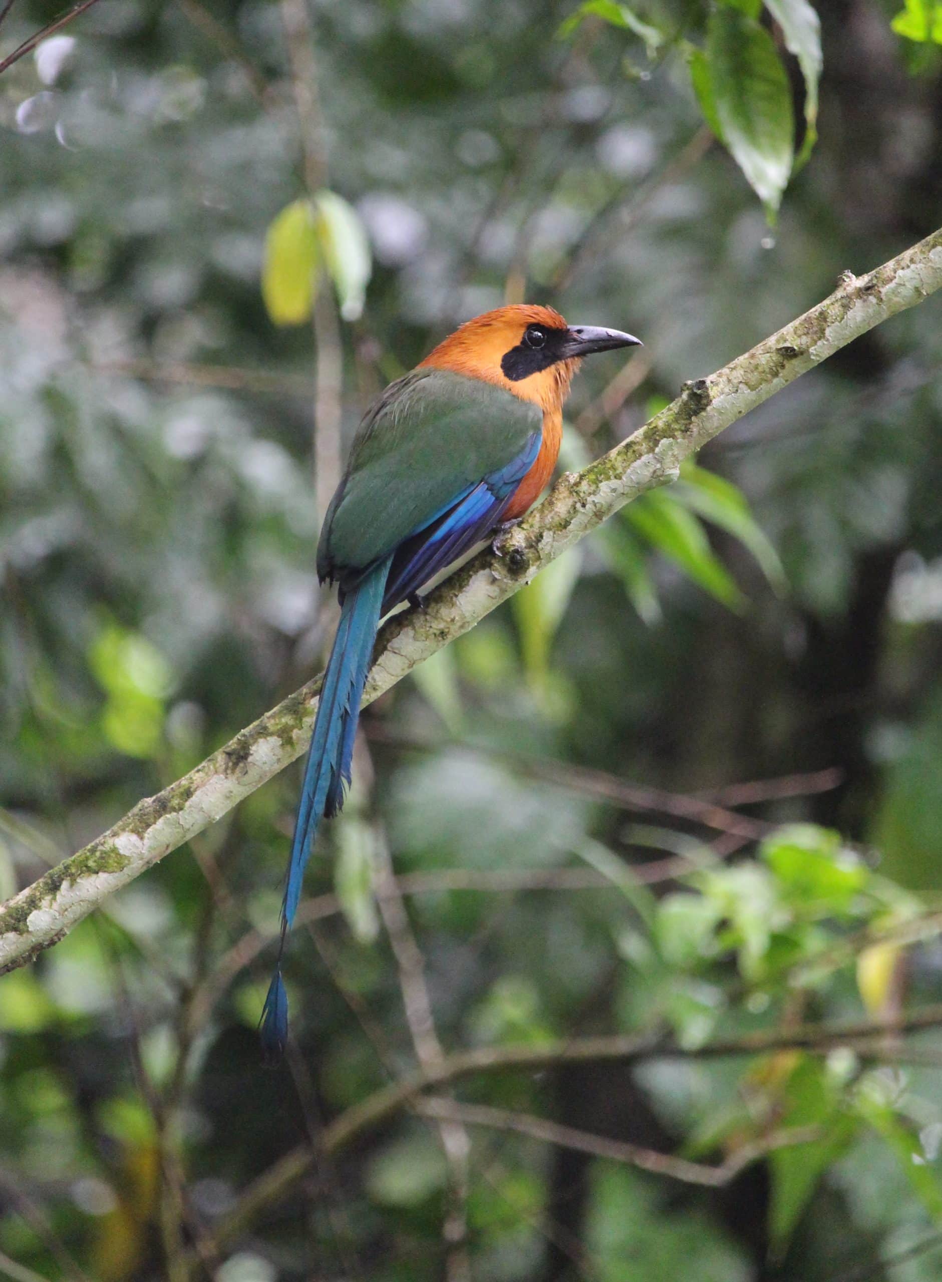 Rufous mot mot