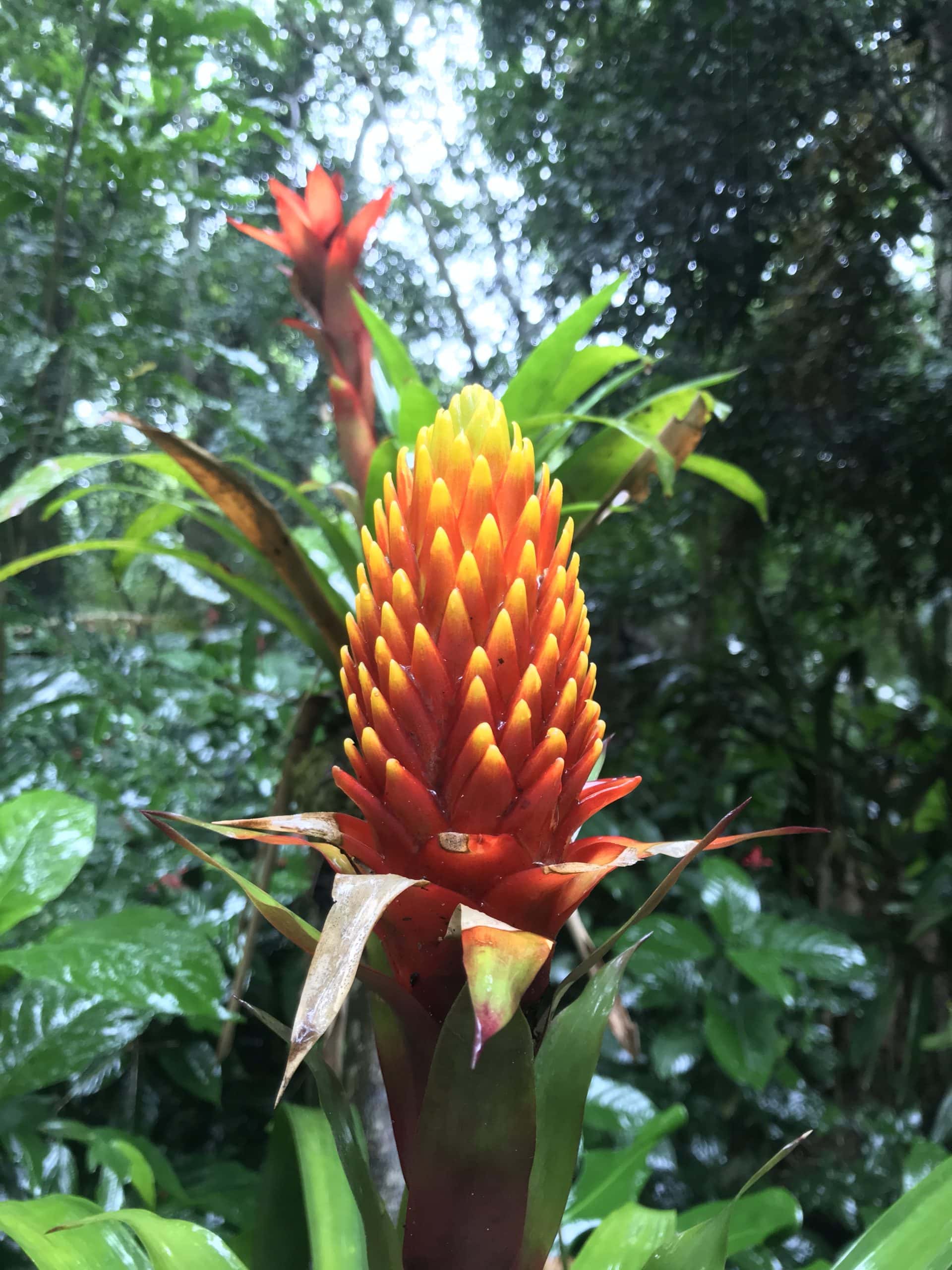 Vibrant flowers