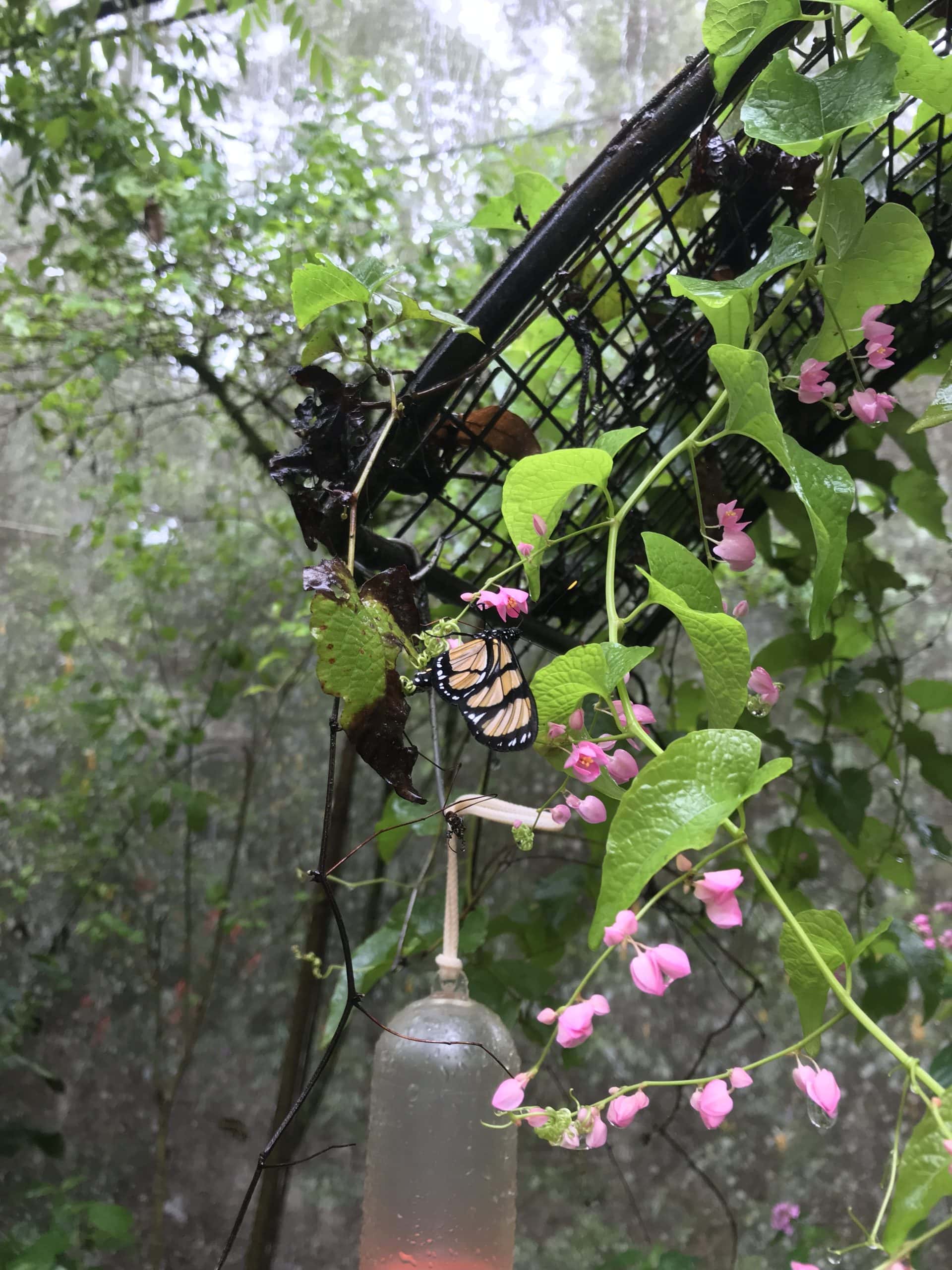 Butterflies on a feeder