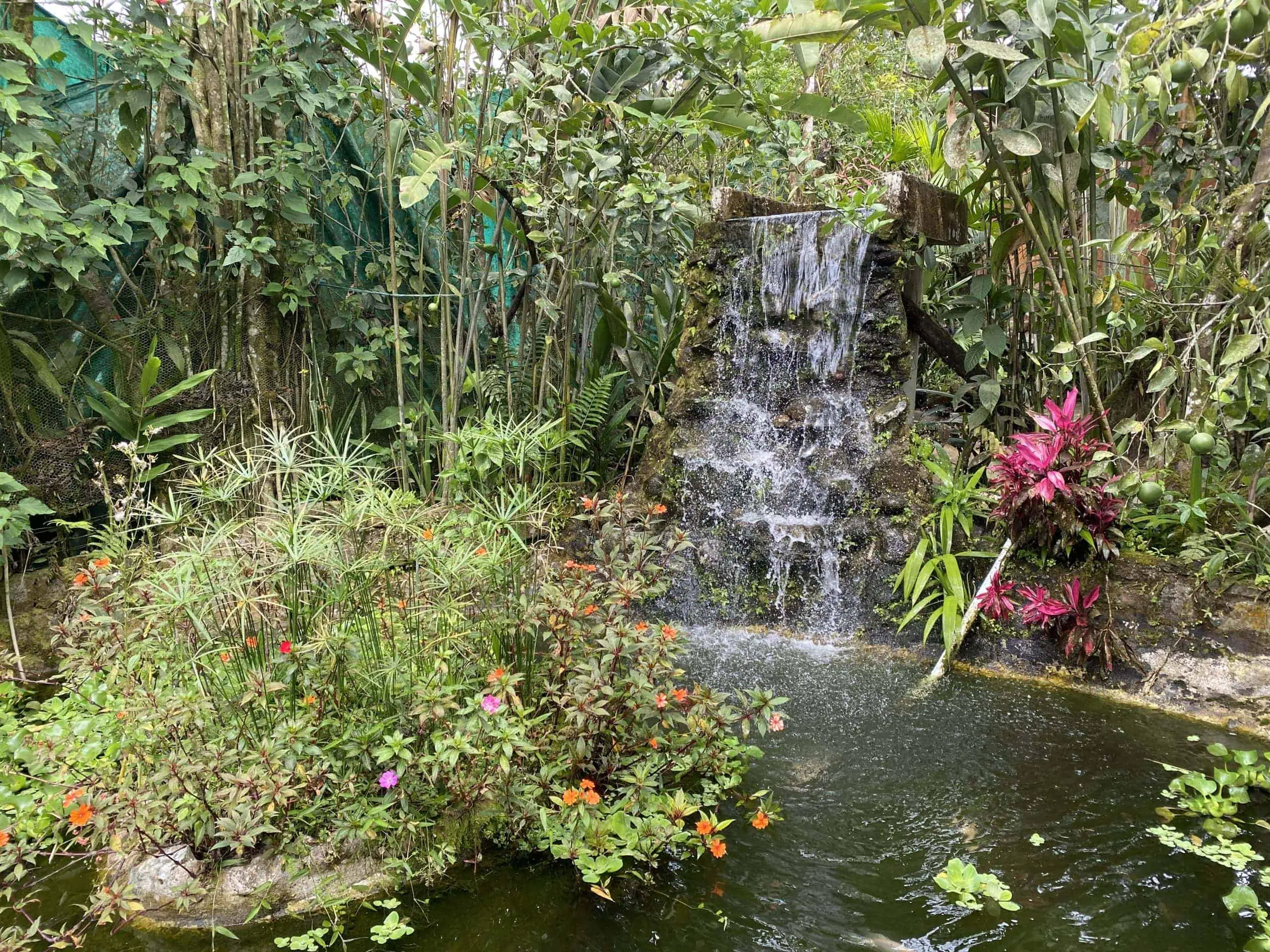 Lush foliage