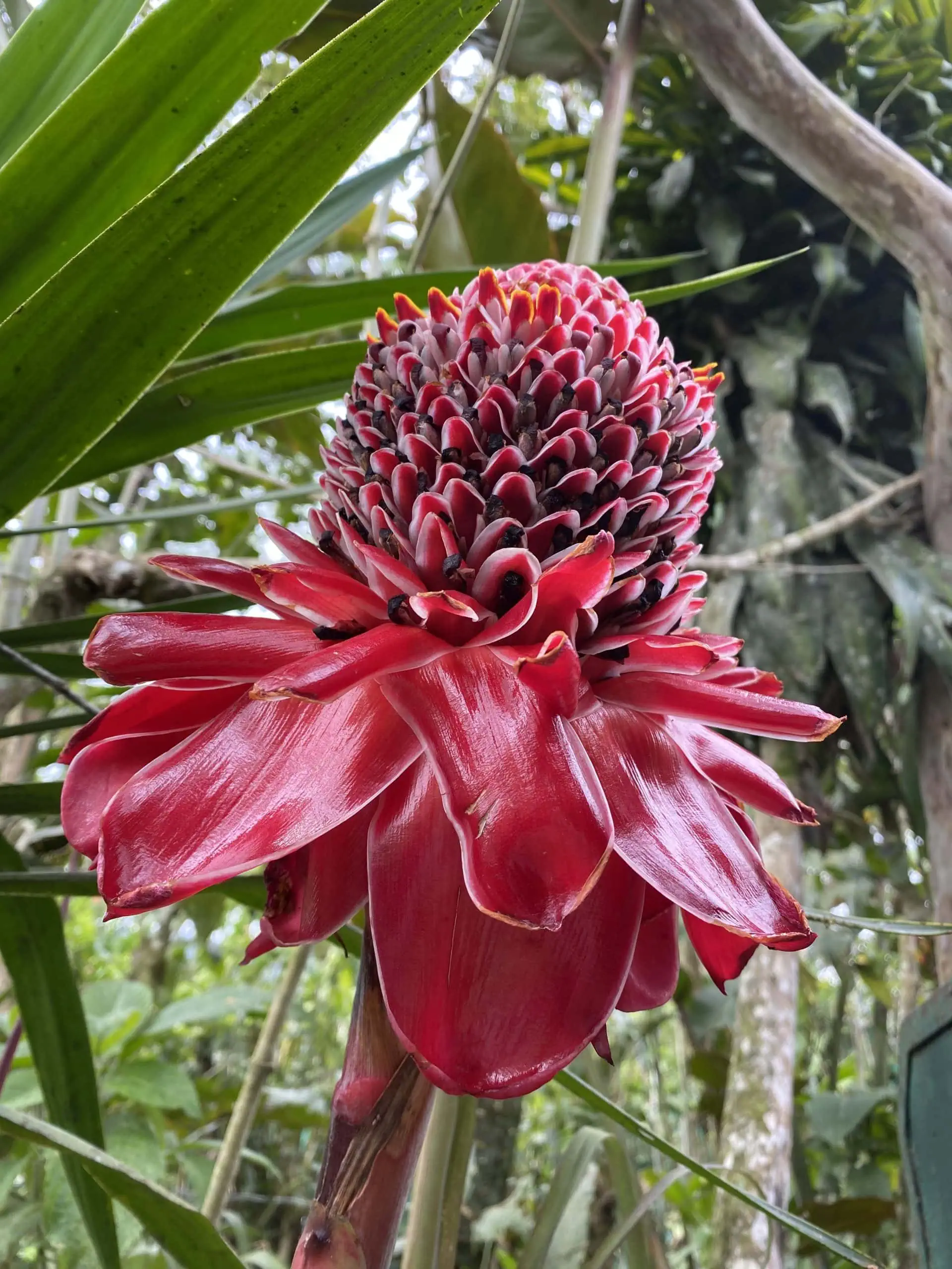 Tropical plant