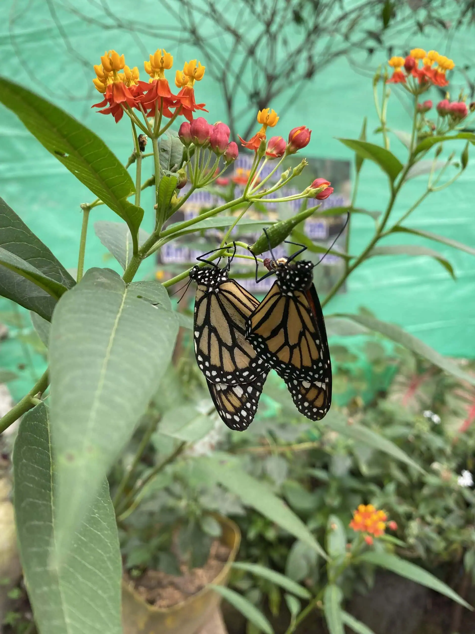 Monarchs