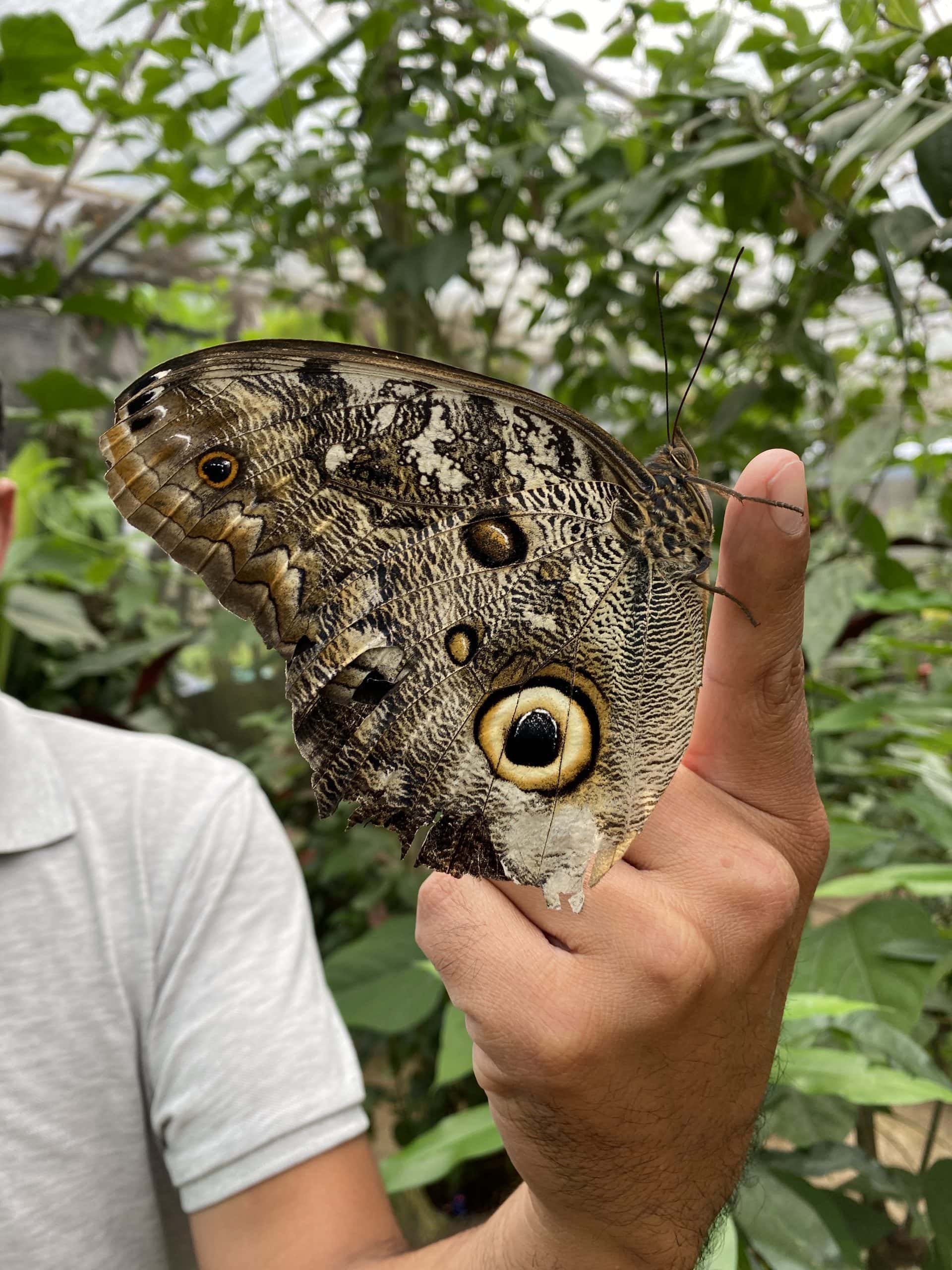 Holding a butterfly