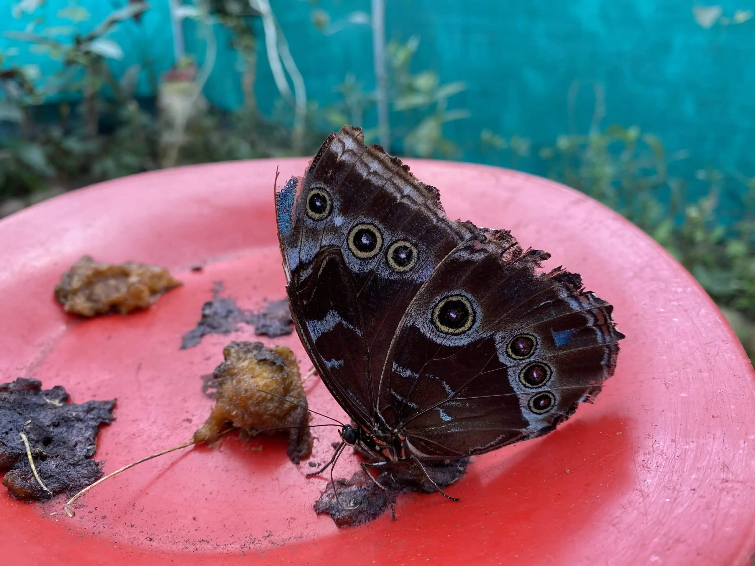 Pretty resting butterfly