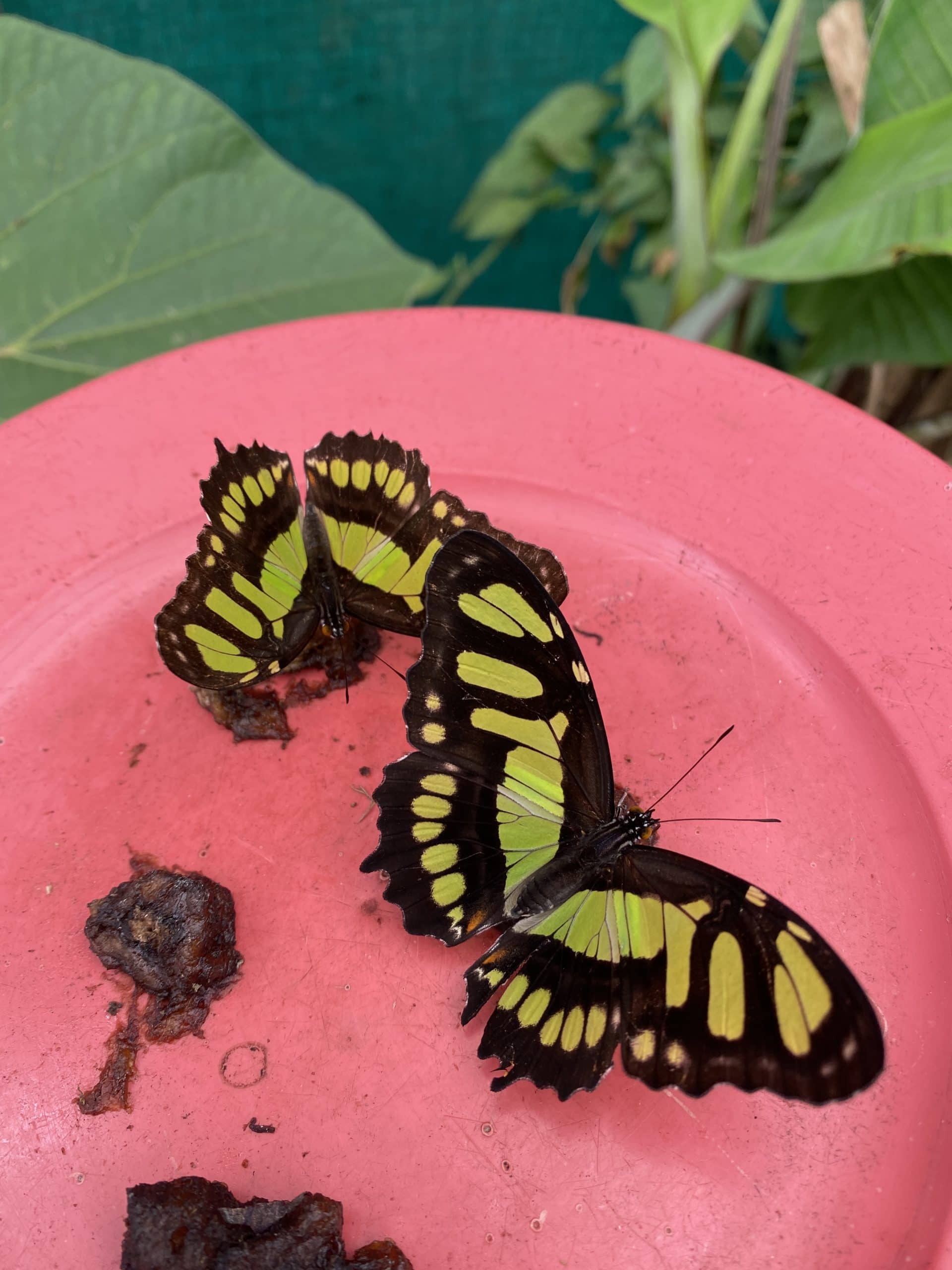 Colourful butterflies