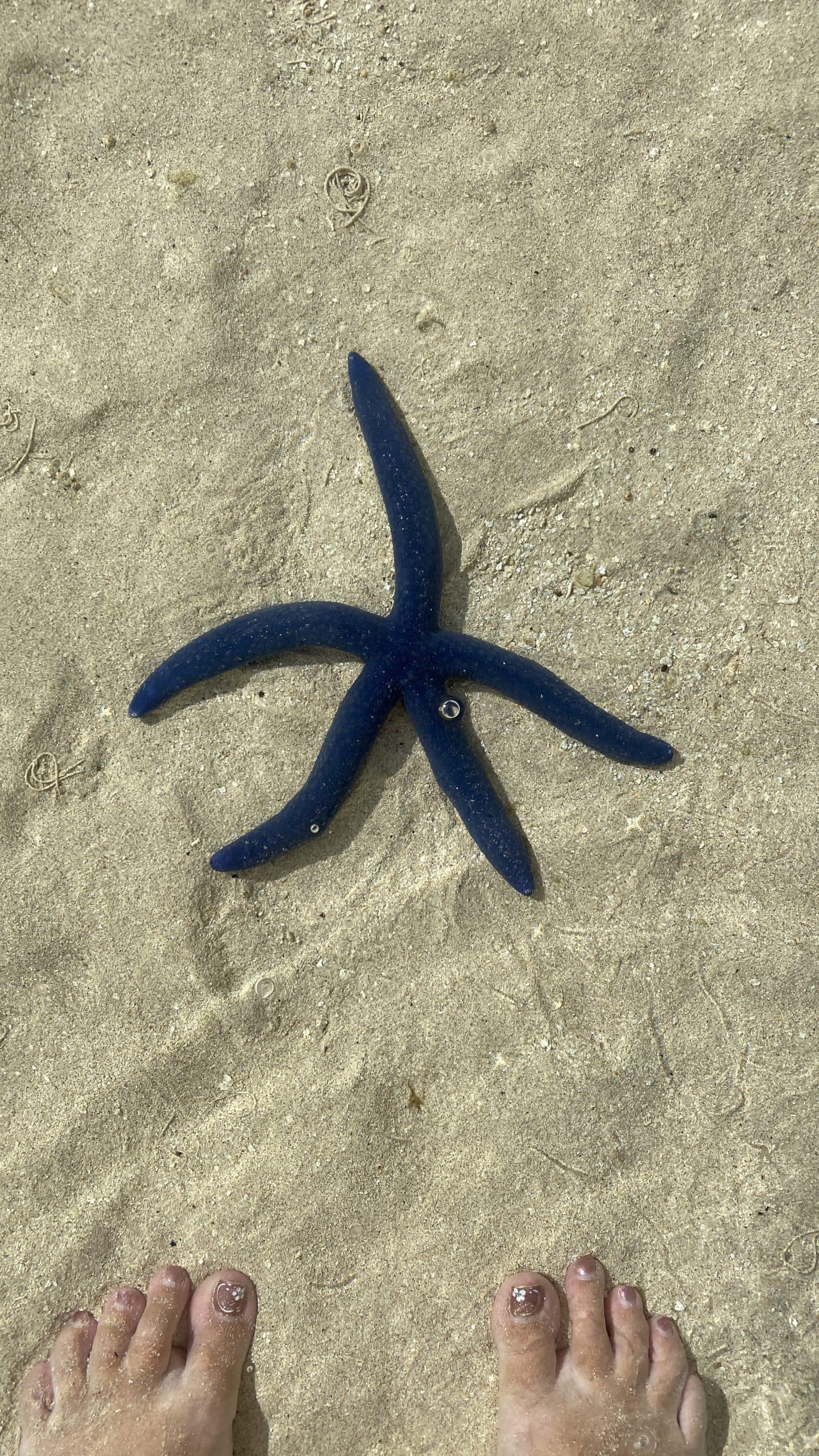 Starfish under the water