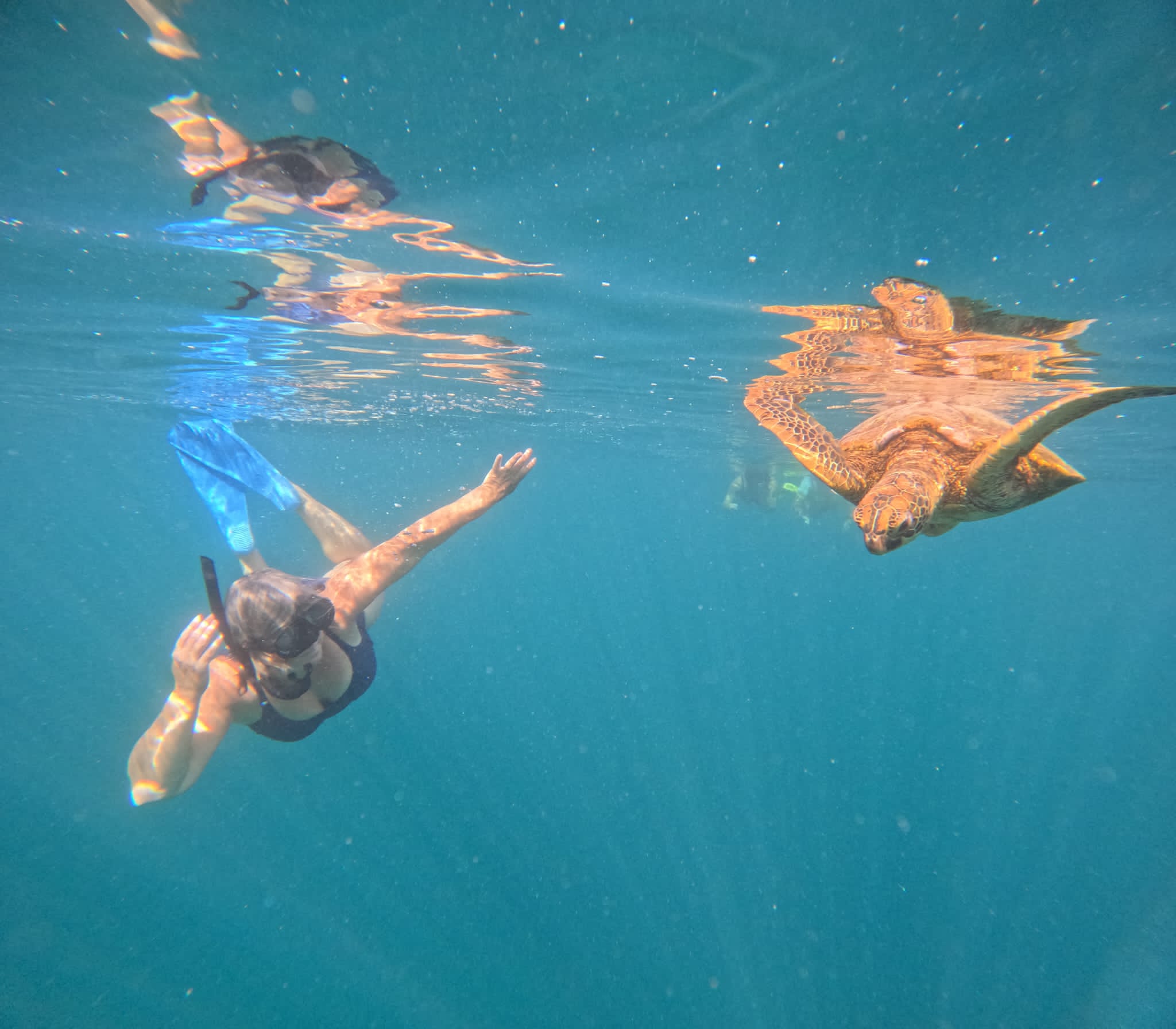 Swimming with the sea turtles