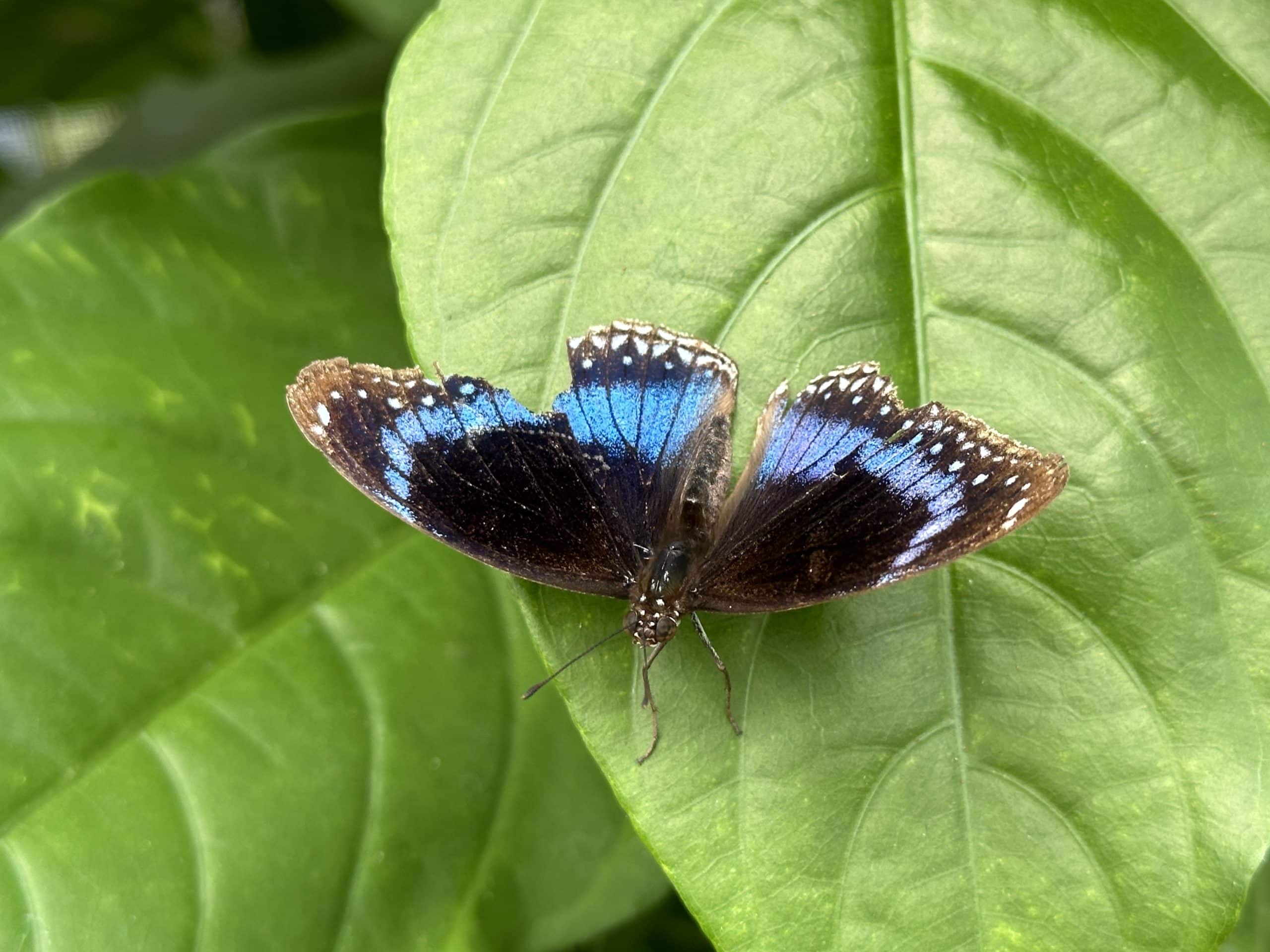 Brilliant blue butterfly