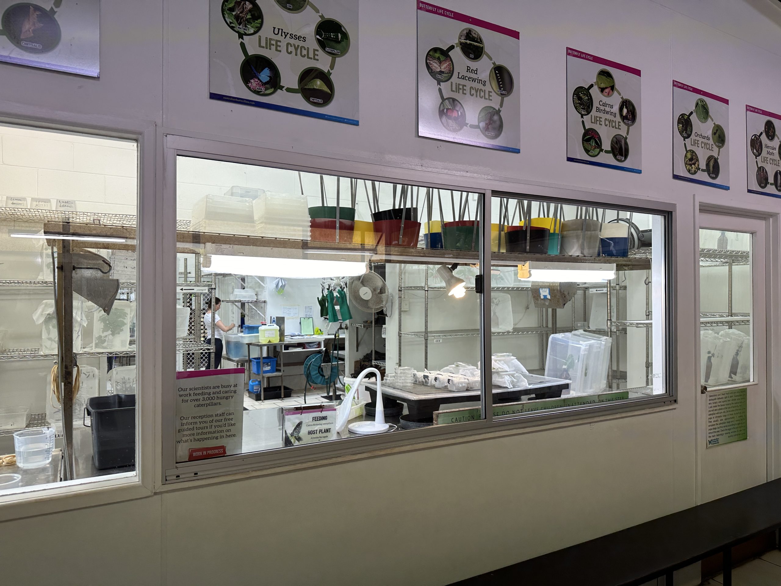 Butterfly lab