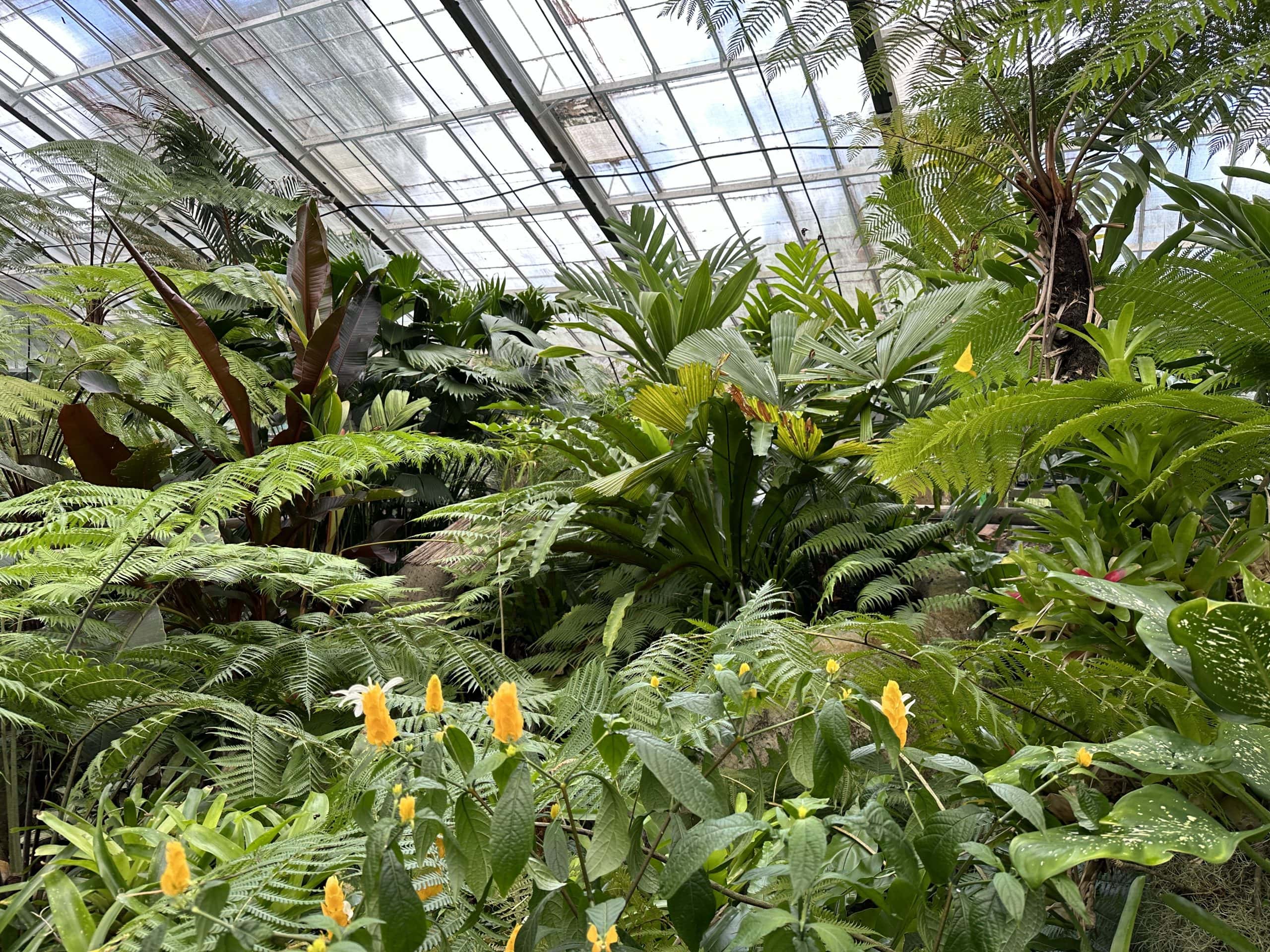 Lush foliage