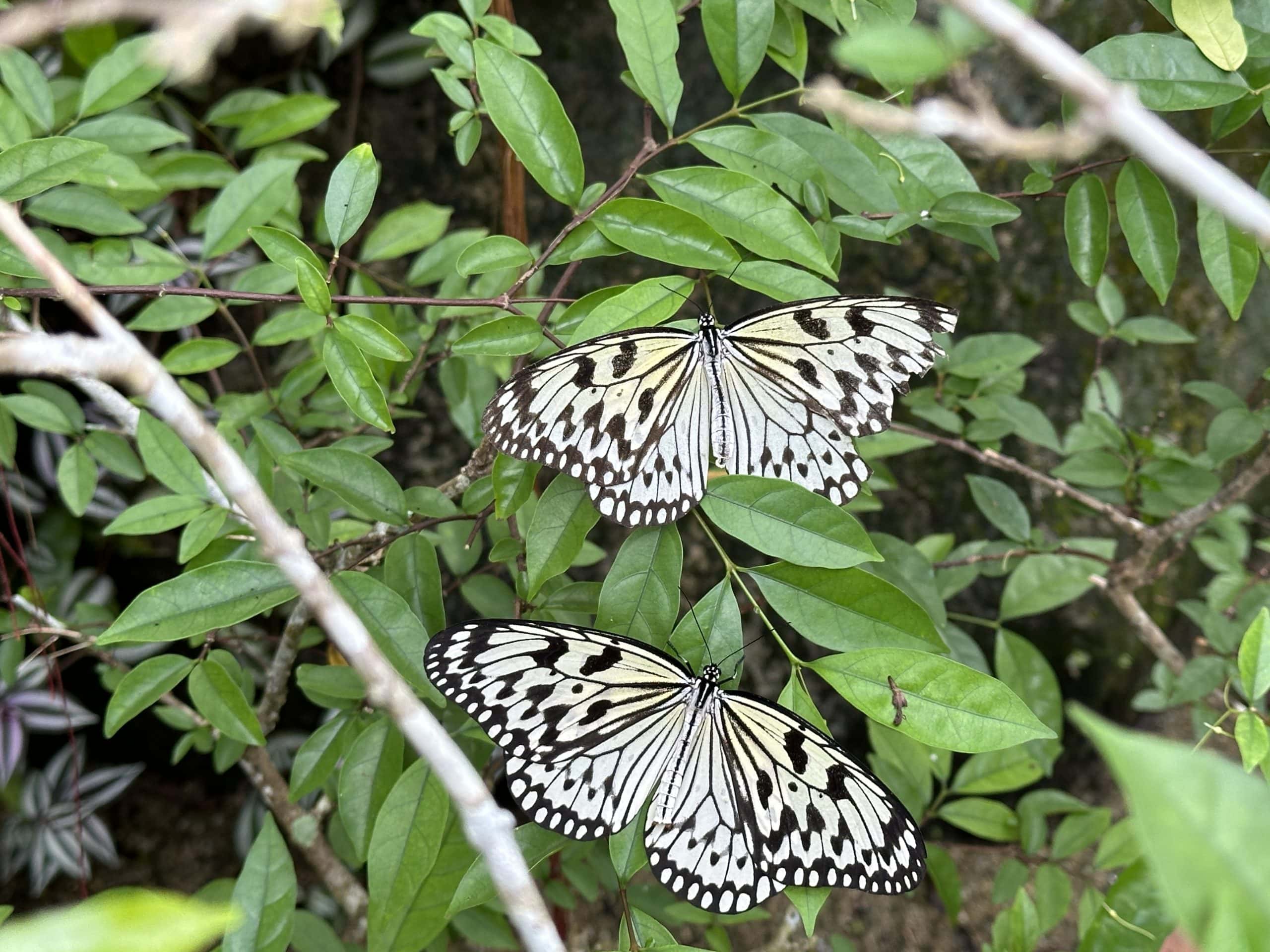Beautiful white butterflies