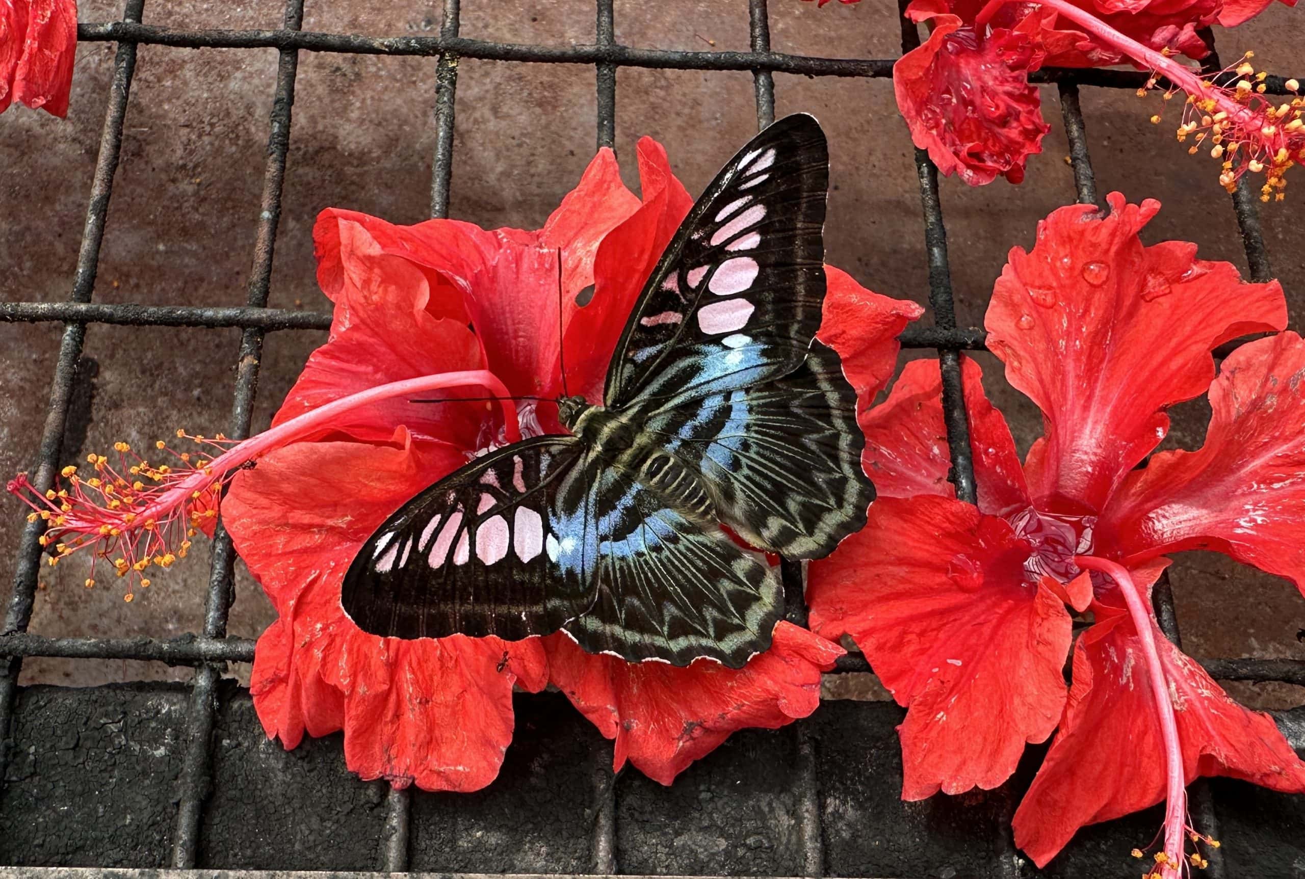 Butterfly sitting on a hibiscus