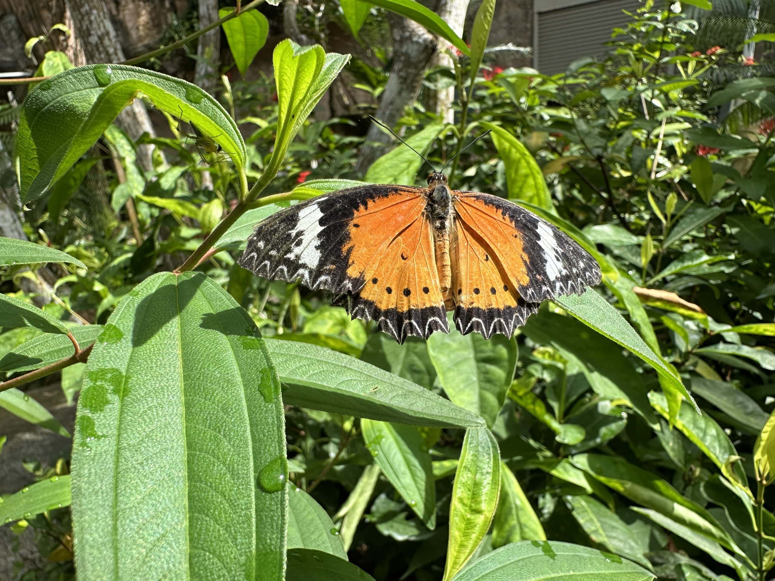 Pretty orange butterly