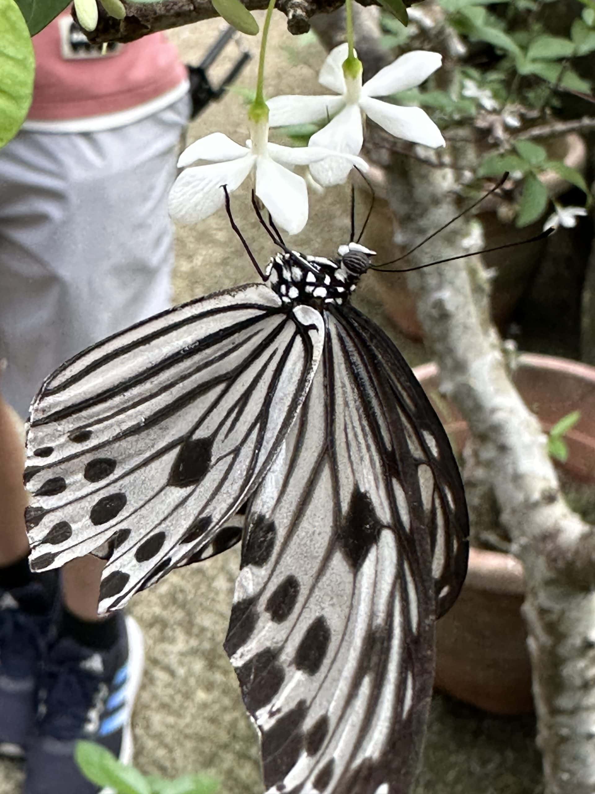Beautiful butterfly