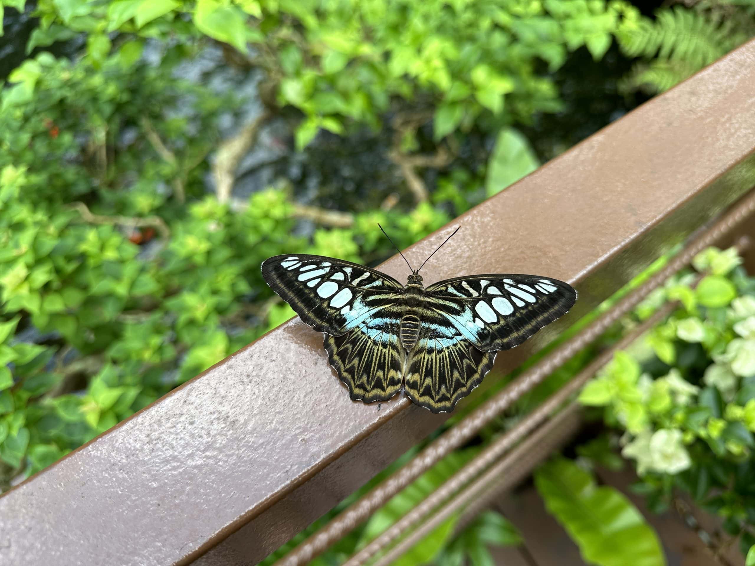 Butterfly resting