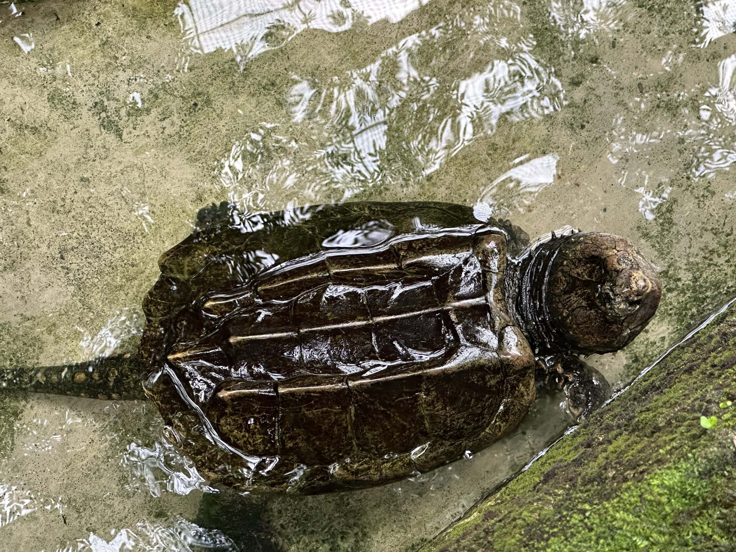 Snapping alligator turtle