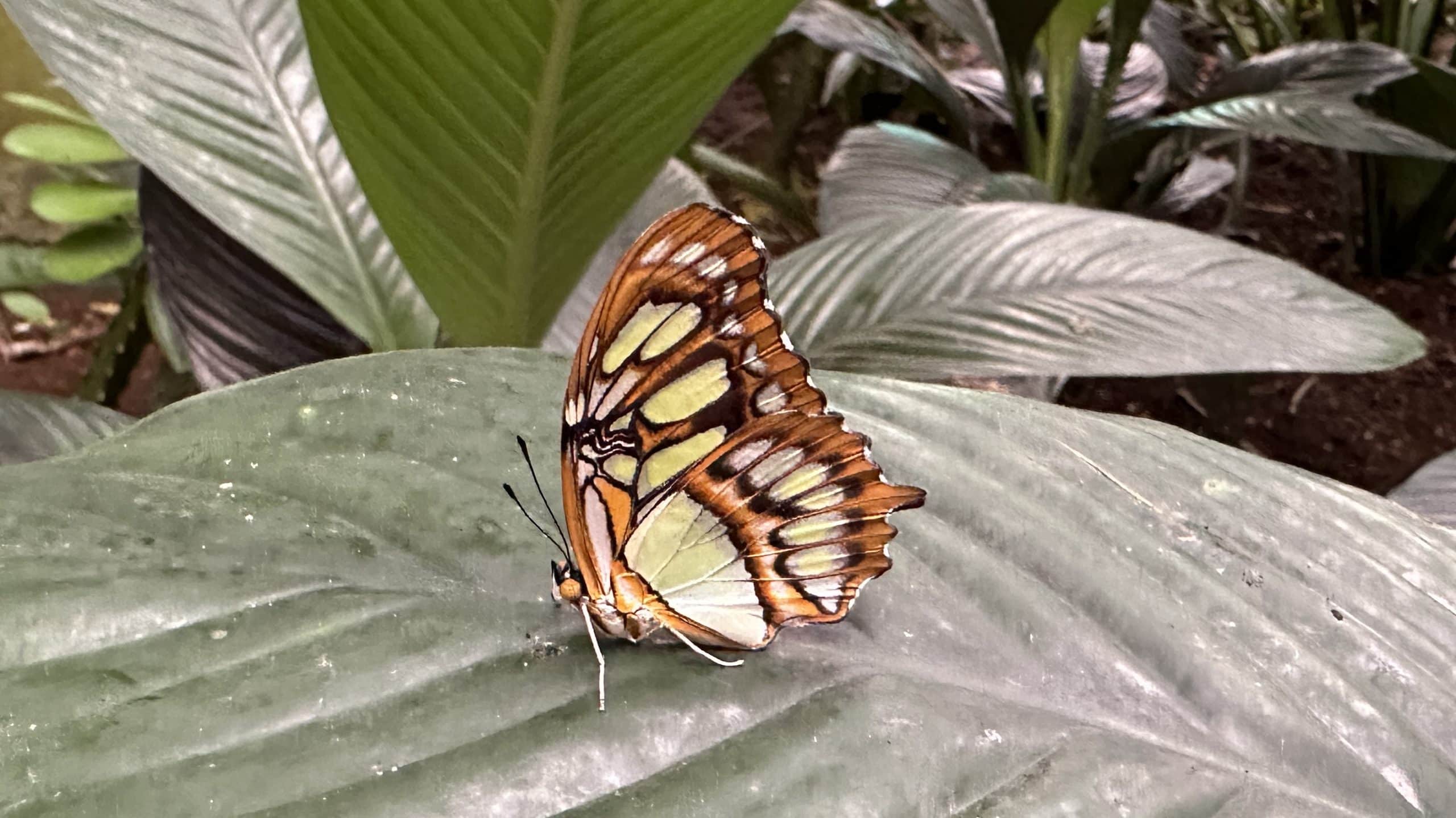 Striking butterfly