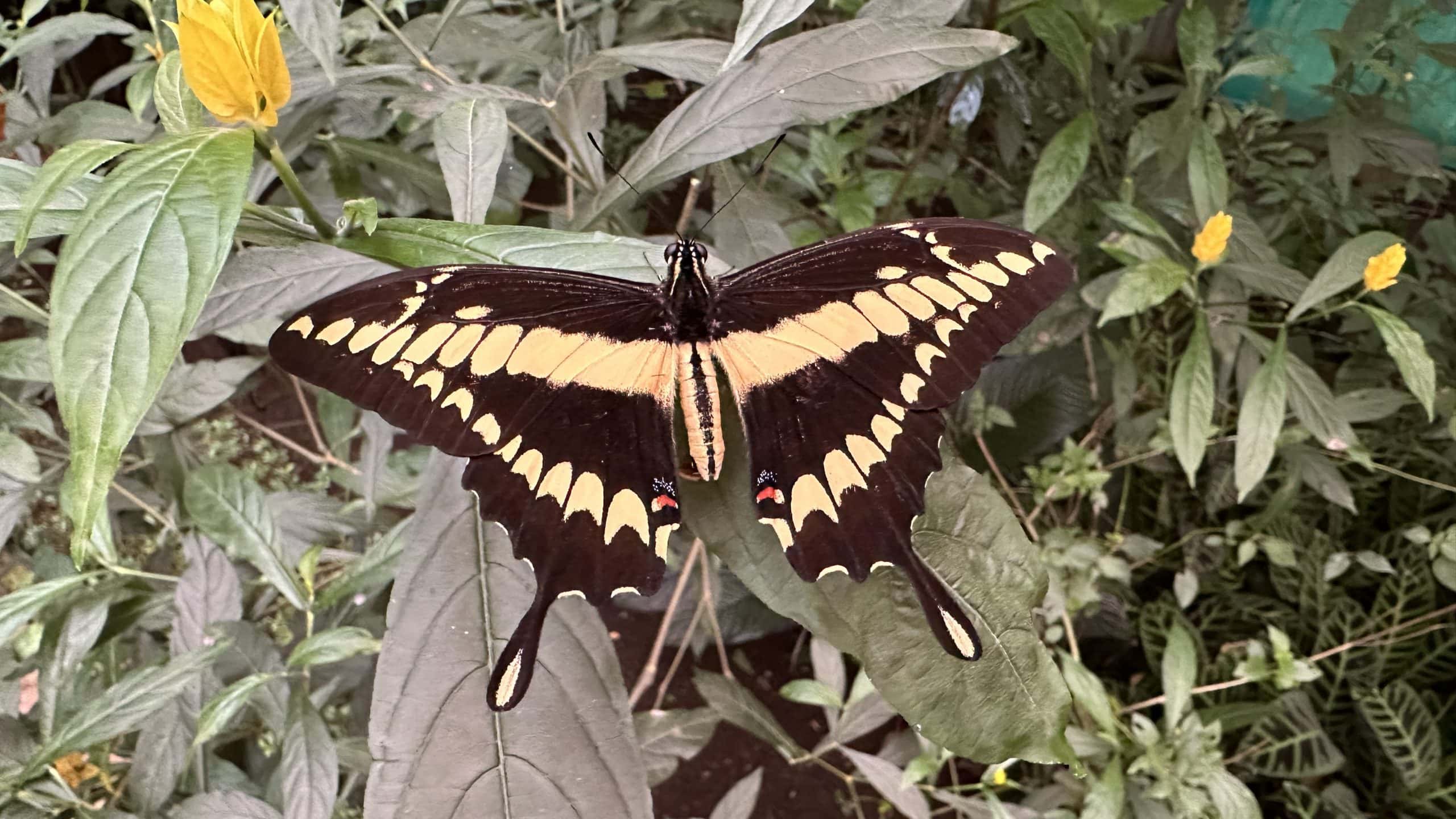 Black and yellow