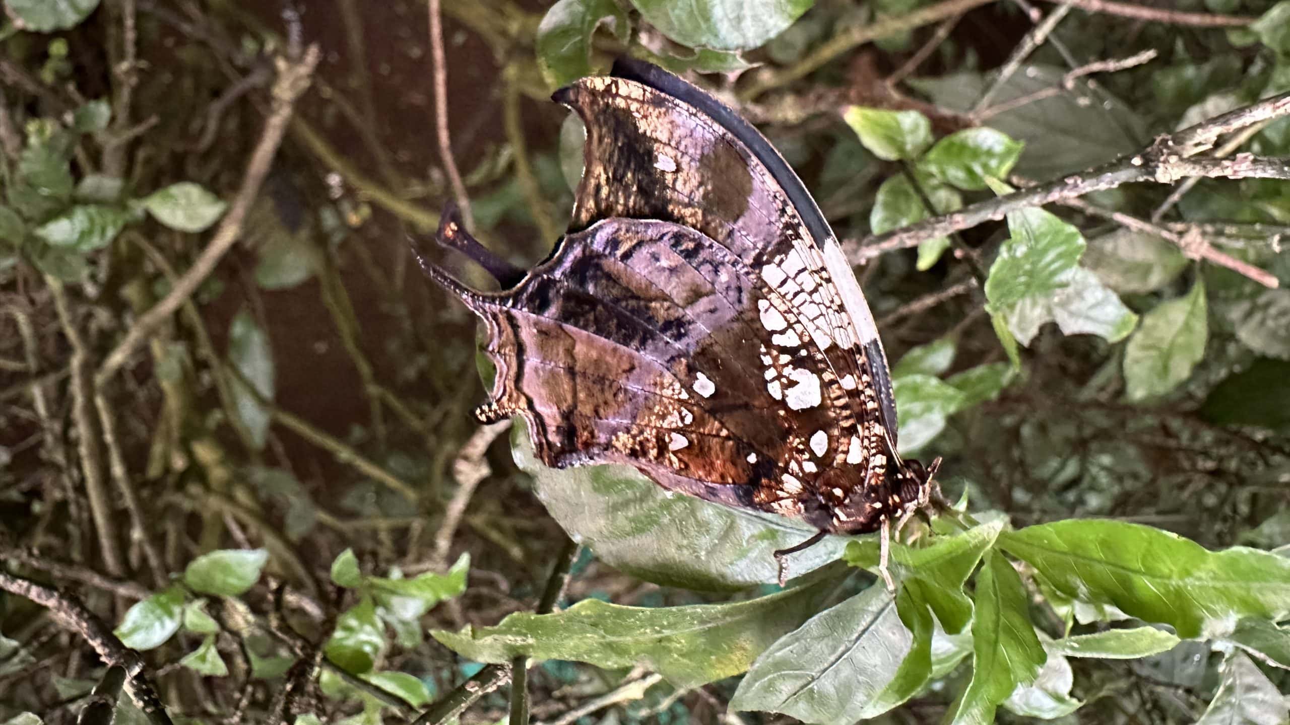Unusual coloured butterfly