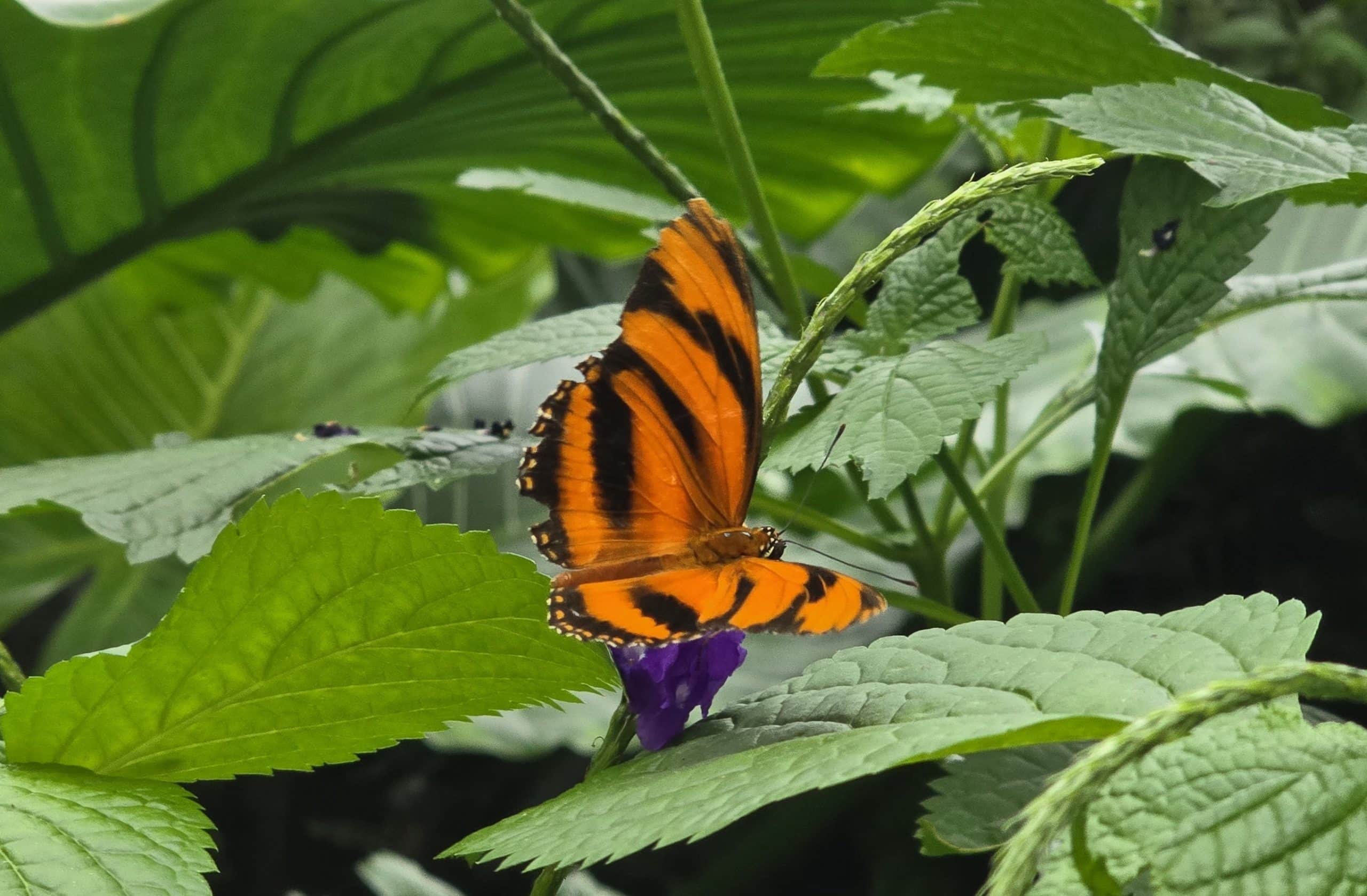 Orange butterfly
