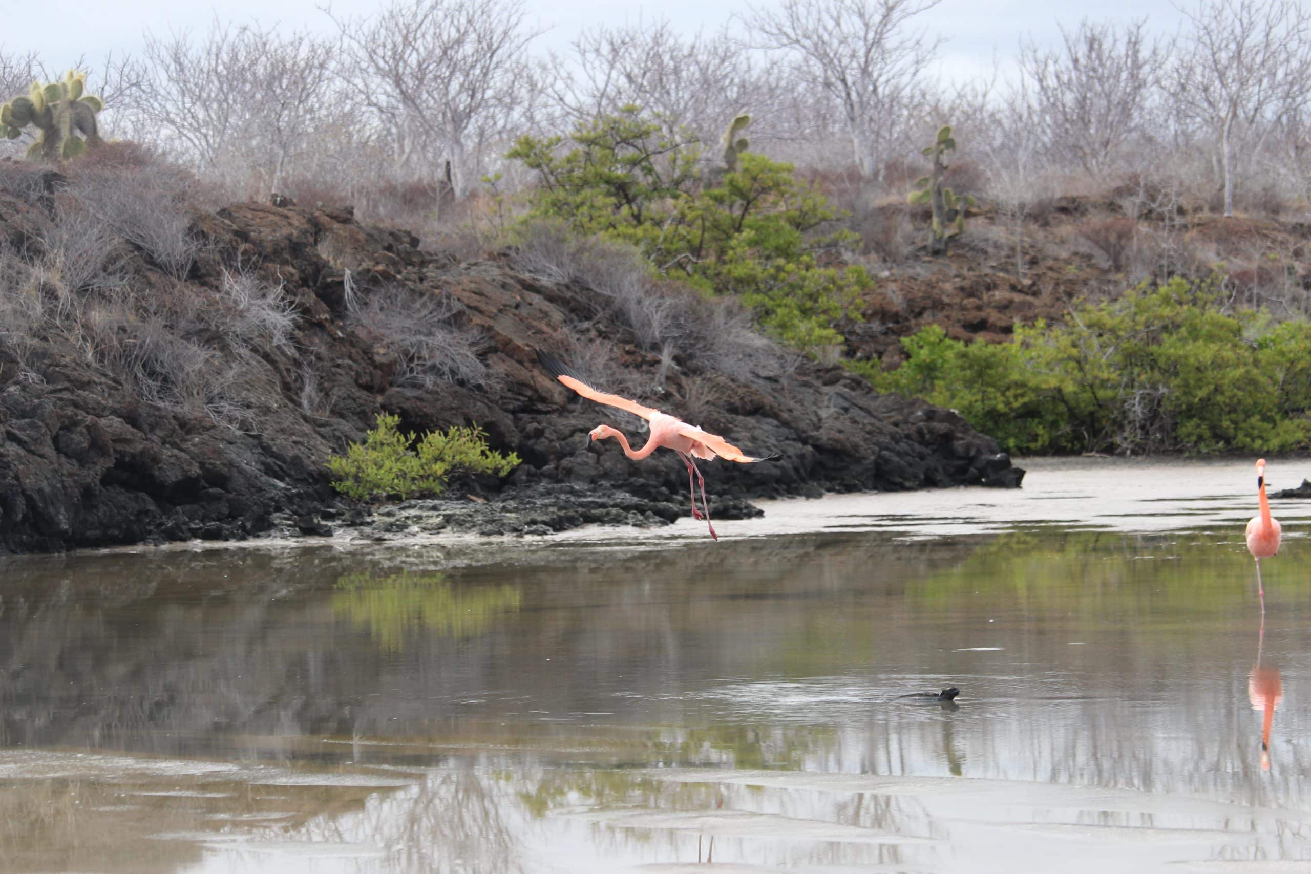 Greater flamingoes