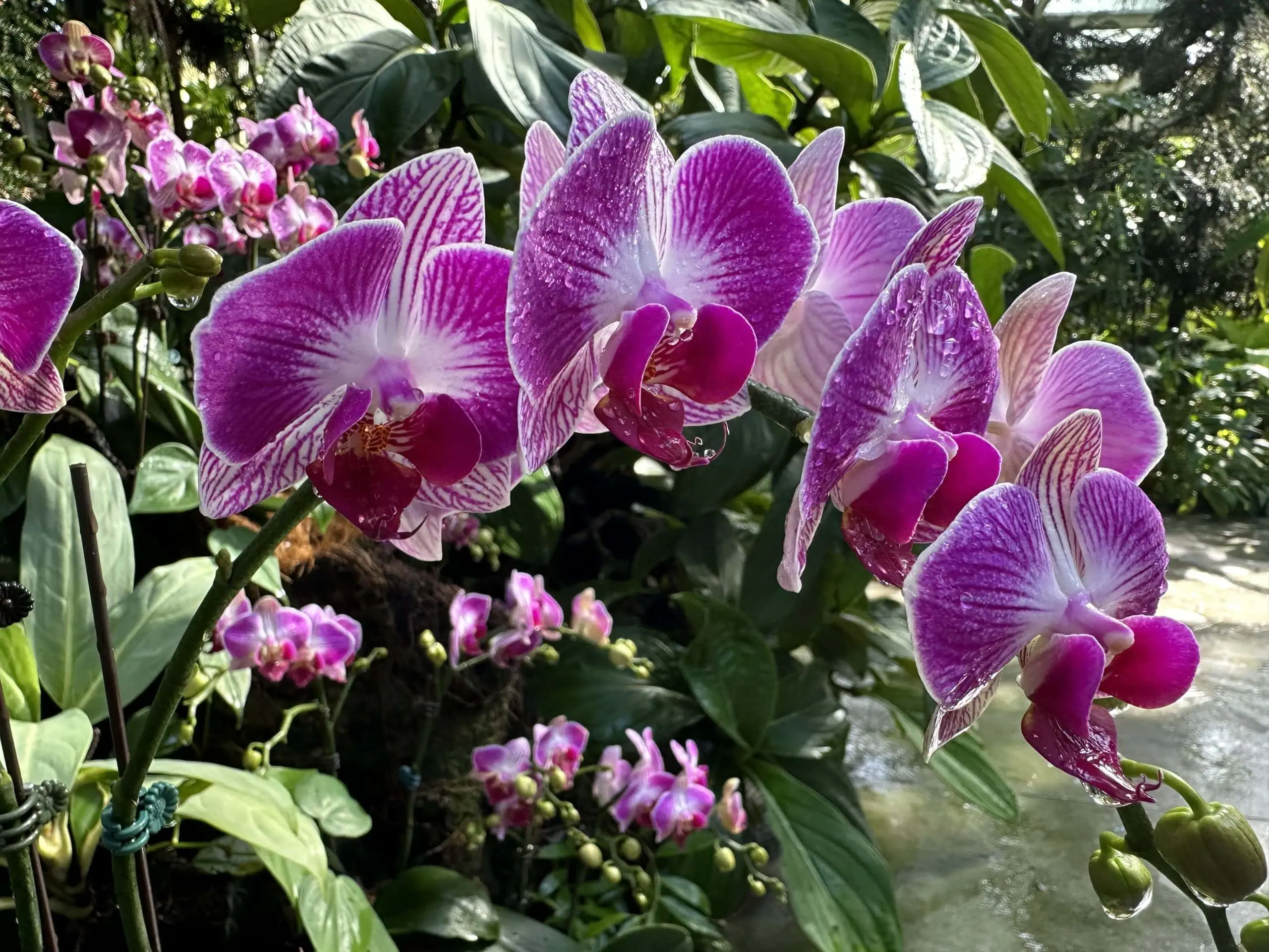 Purple orchids
