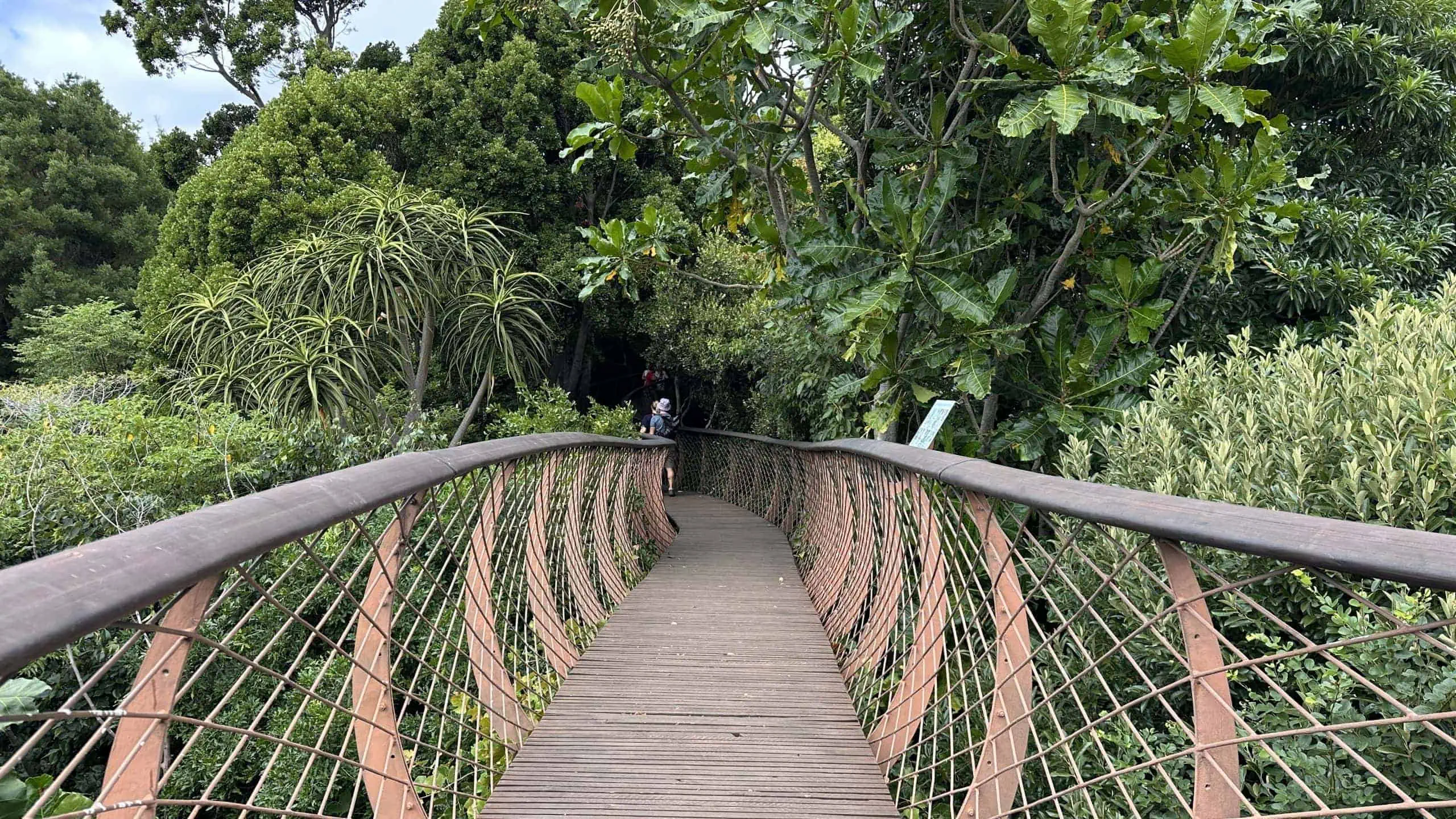 Tree canopy walk