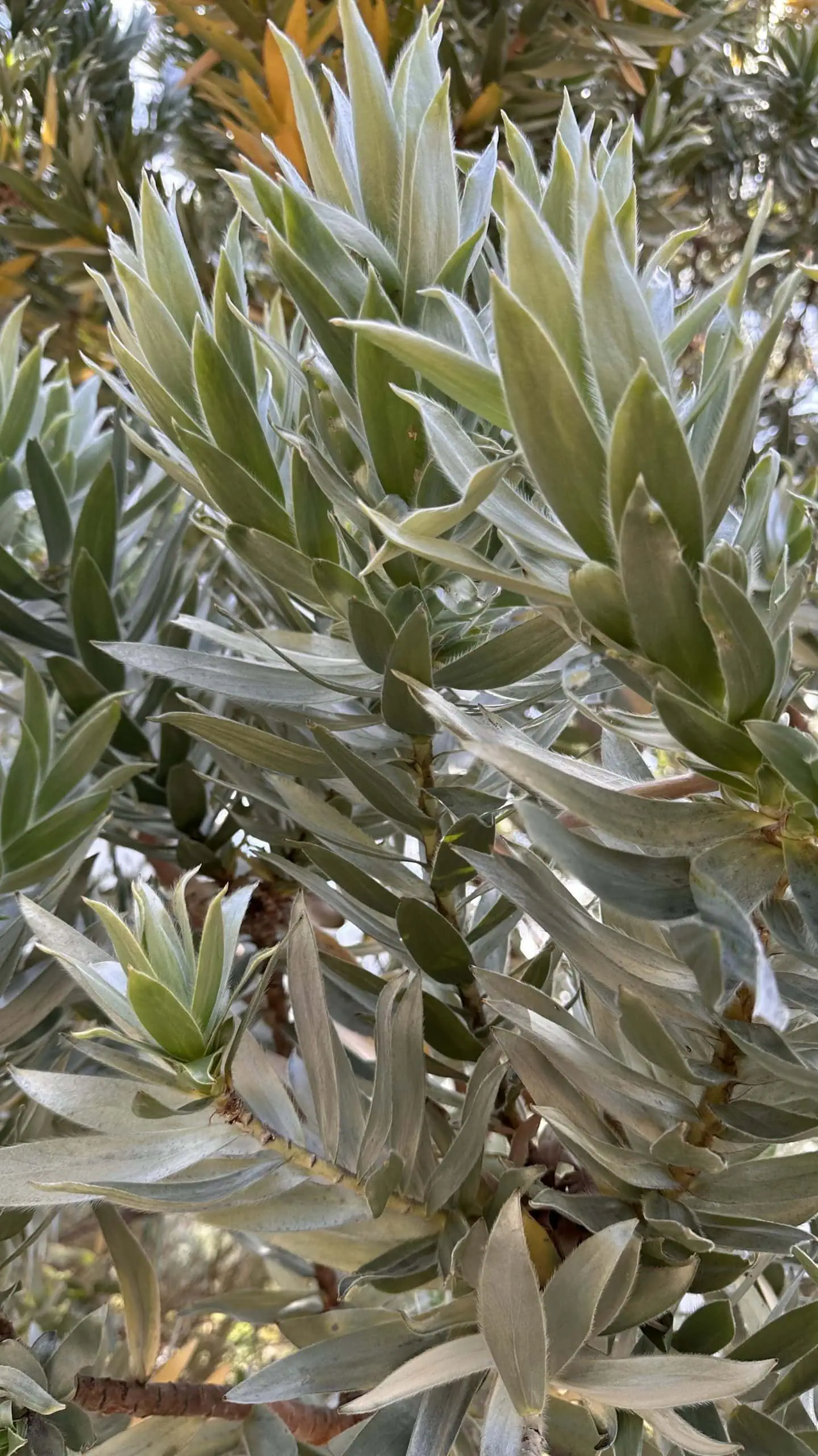 Silver tree