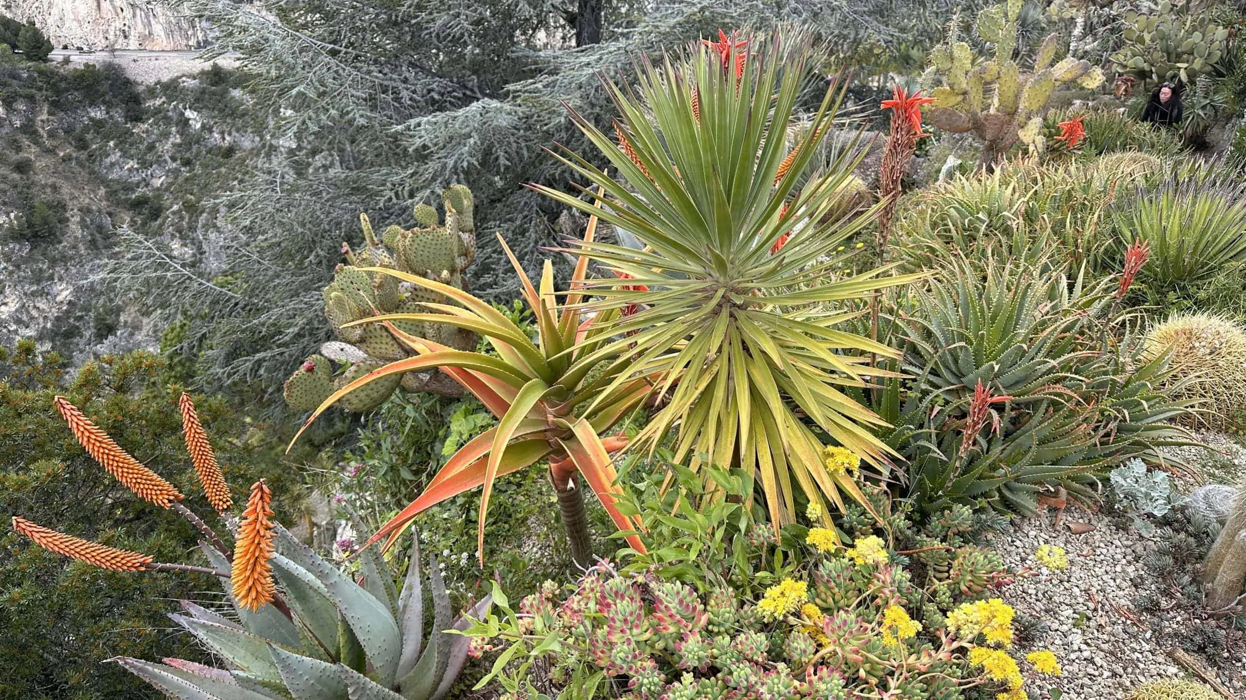 Various cacti plants