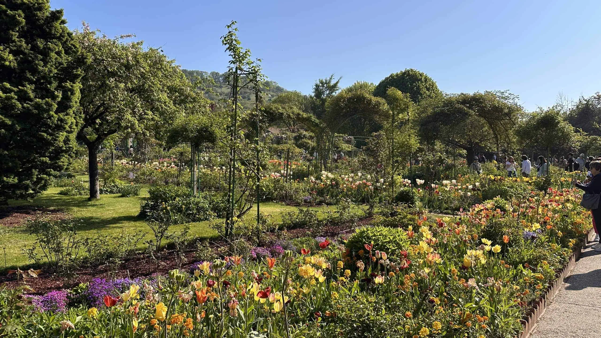 Tulip beds