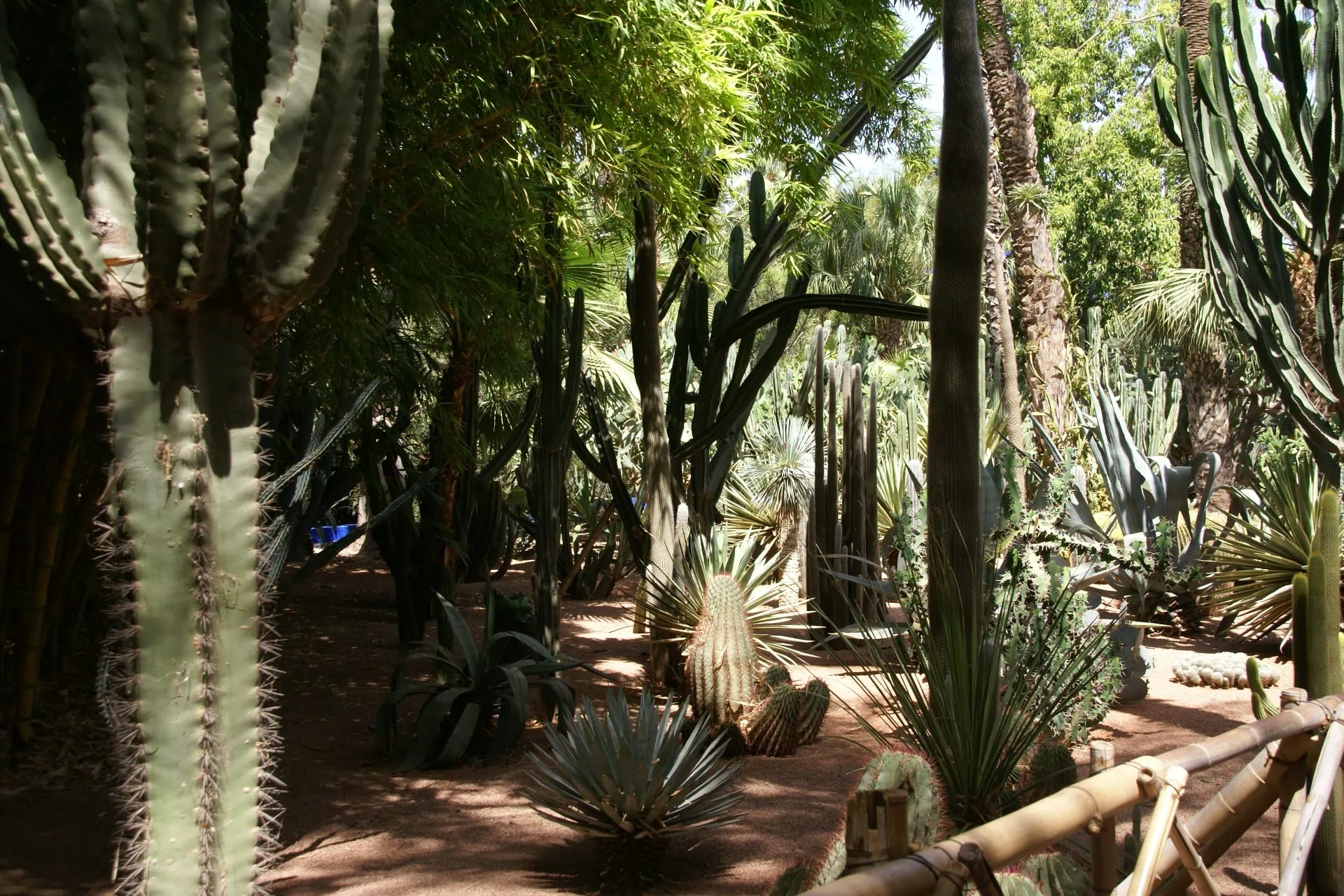 Cacti