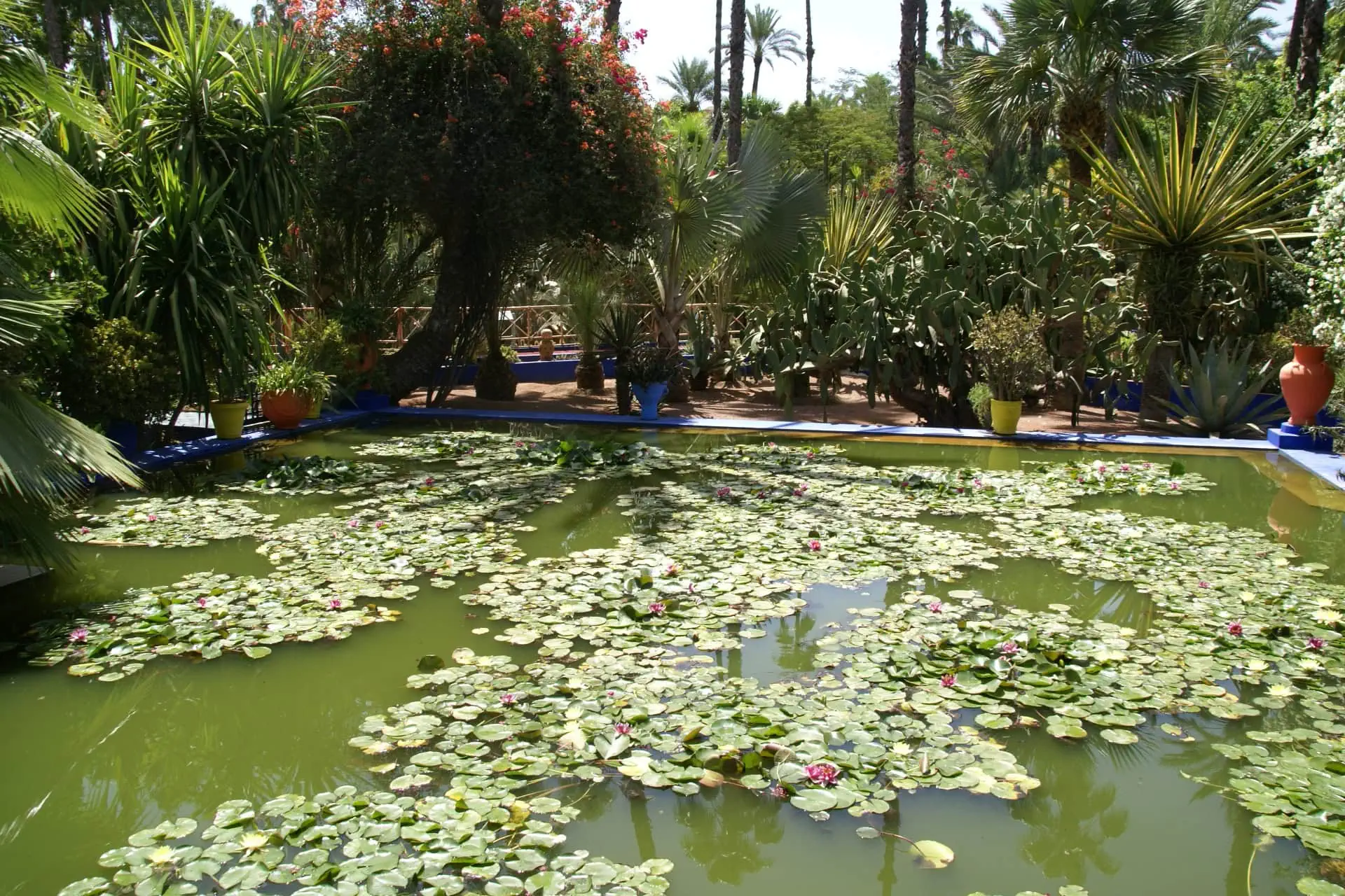 Pond with lily pads