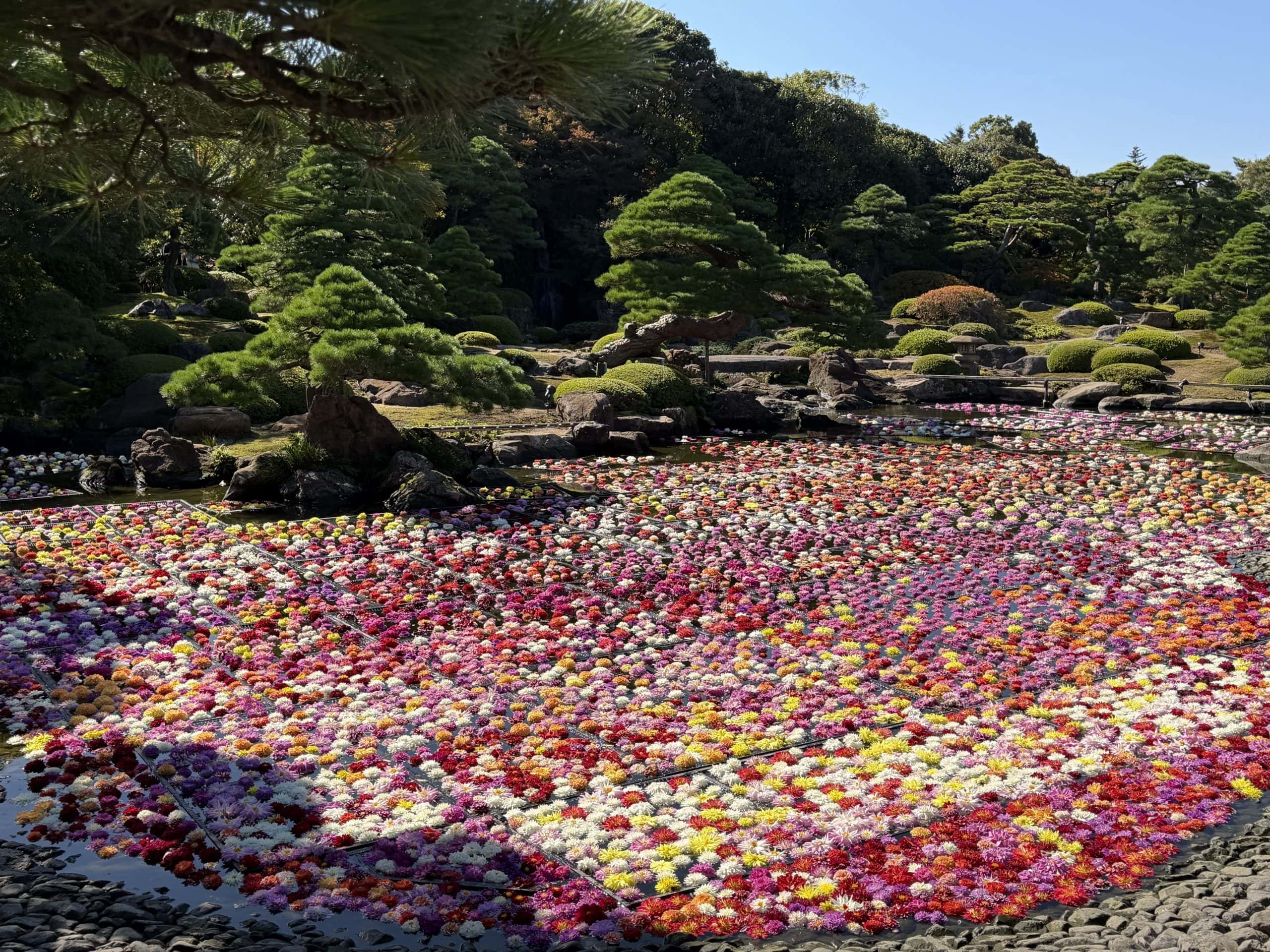 Dahlia featured gardens