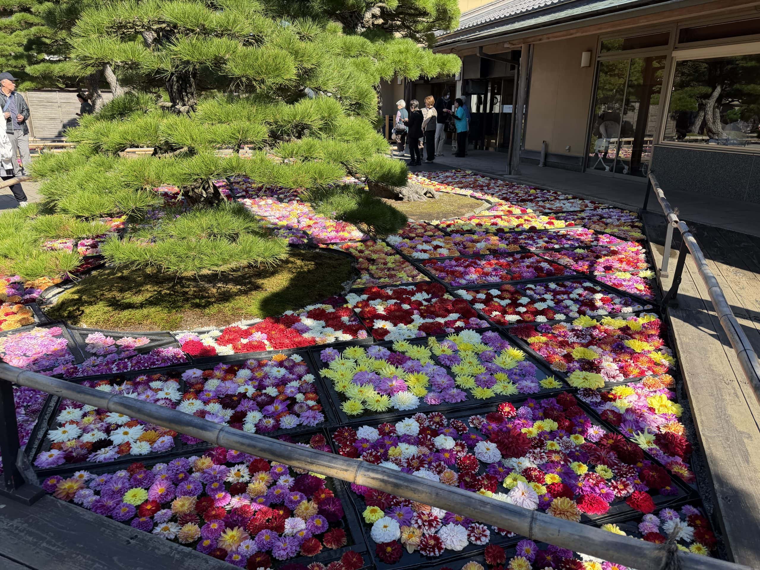 Floating Dahlia displays