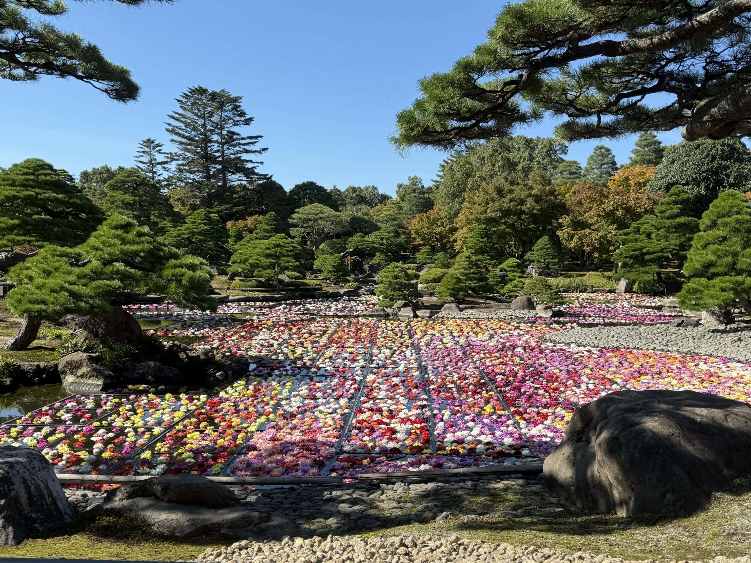 View of the flowers from the cafe