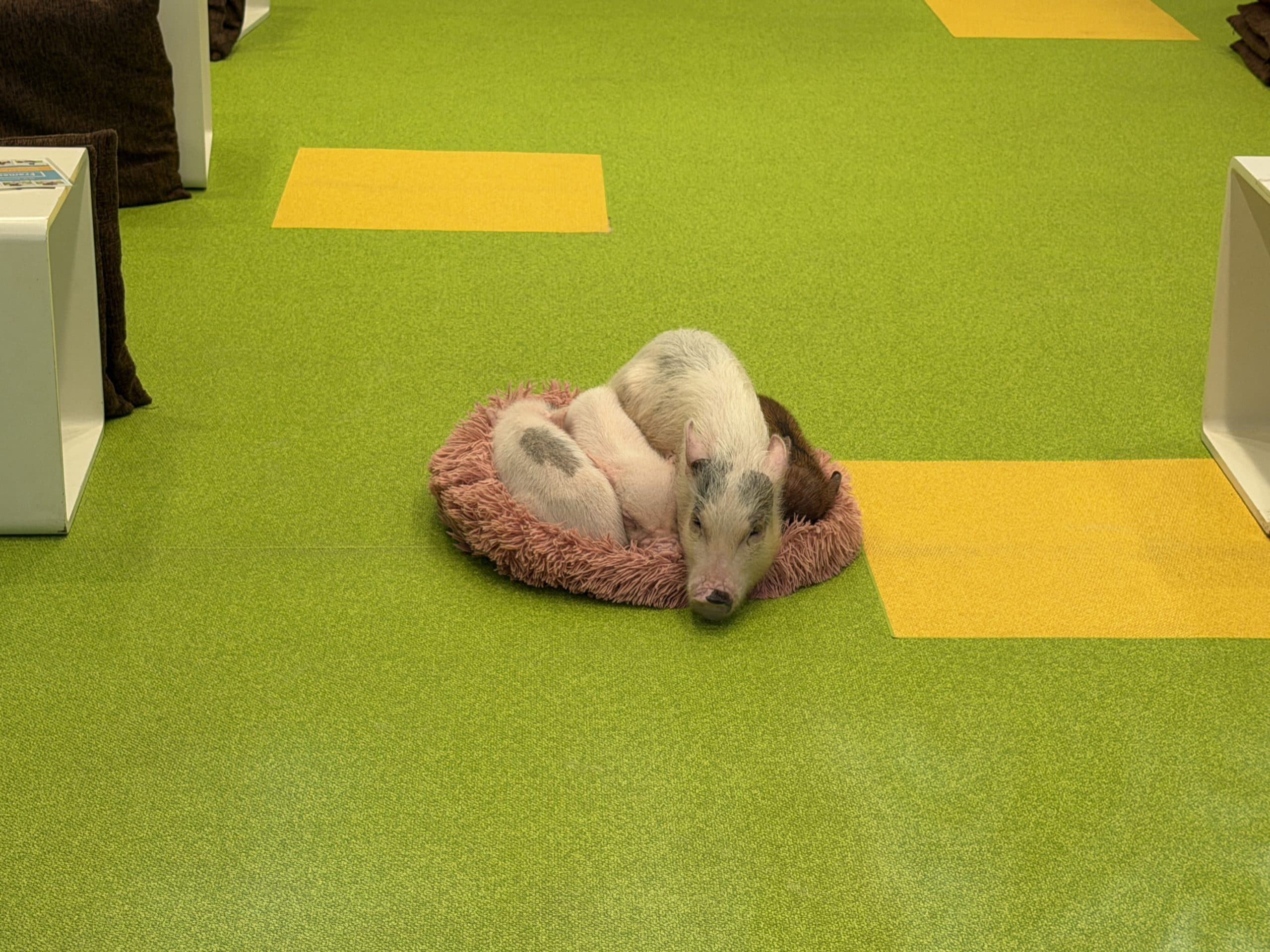 Pig cafe