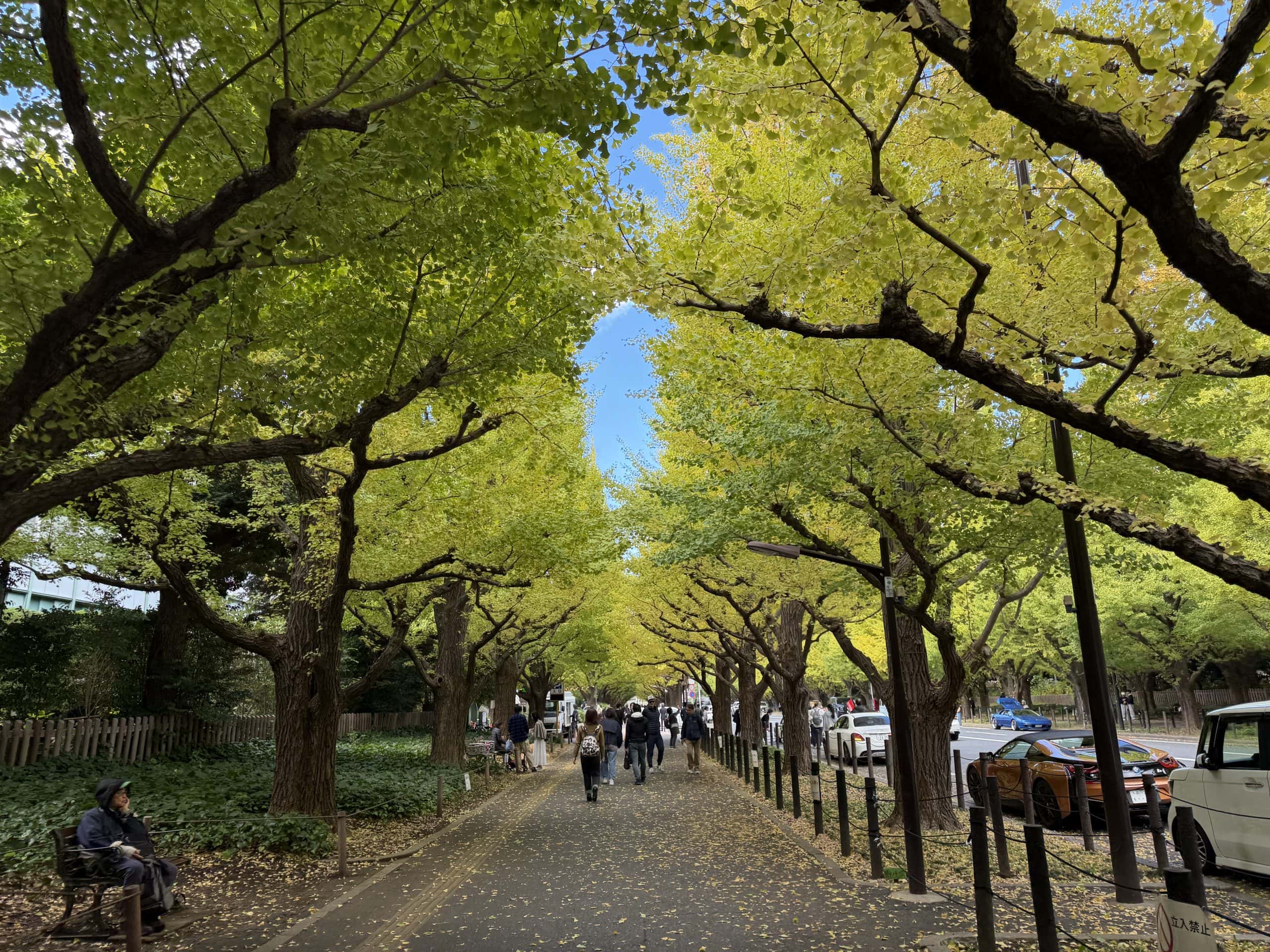 Jingu Gaien Ginkgo Avenue
