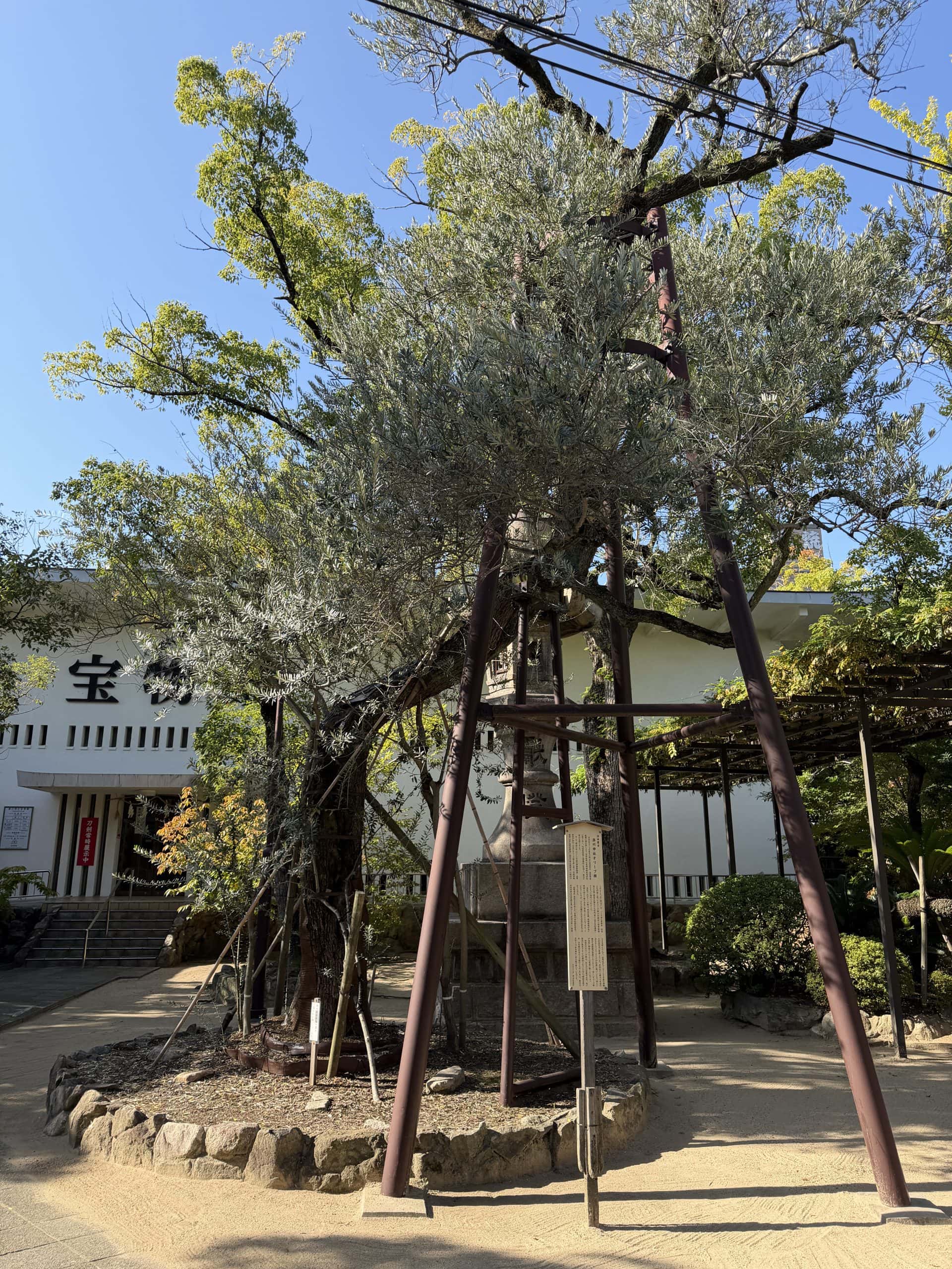 150 year old olive tree