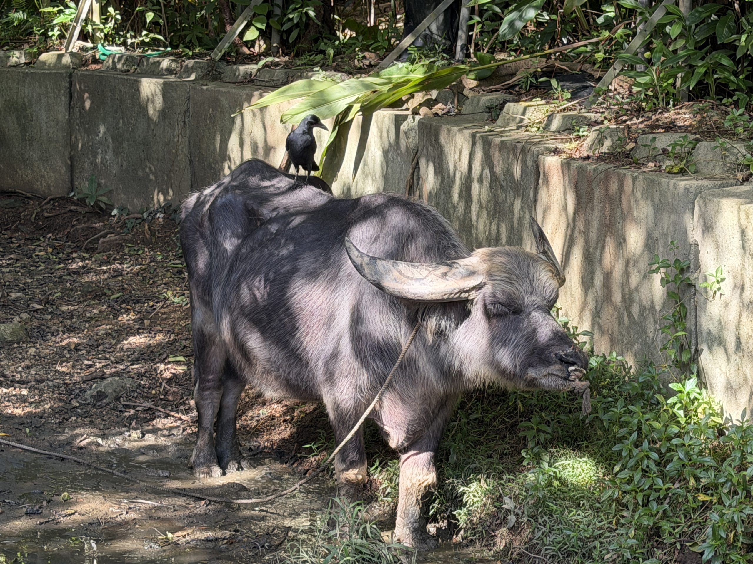 Water buffalo
