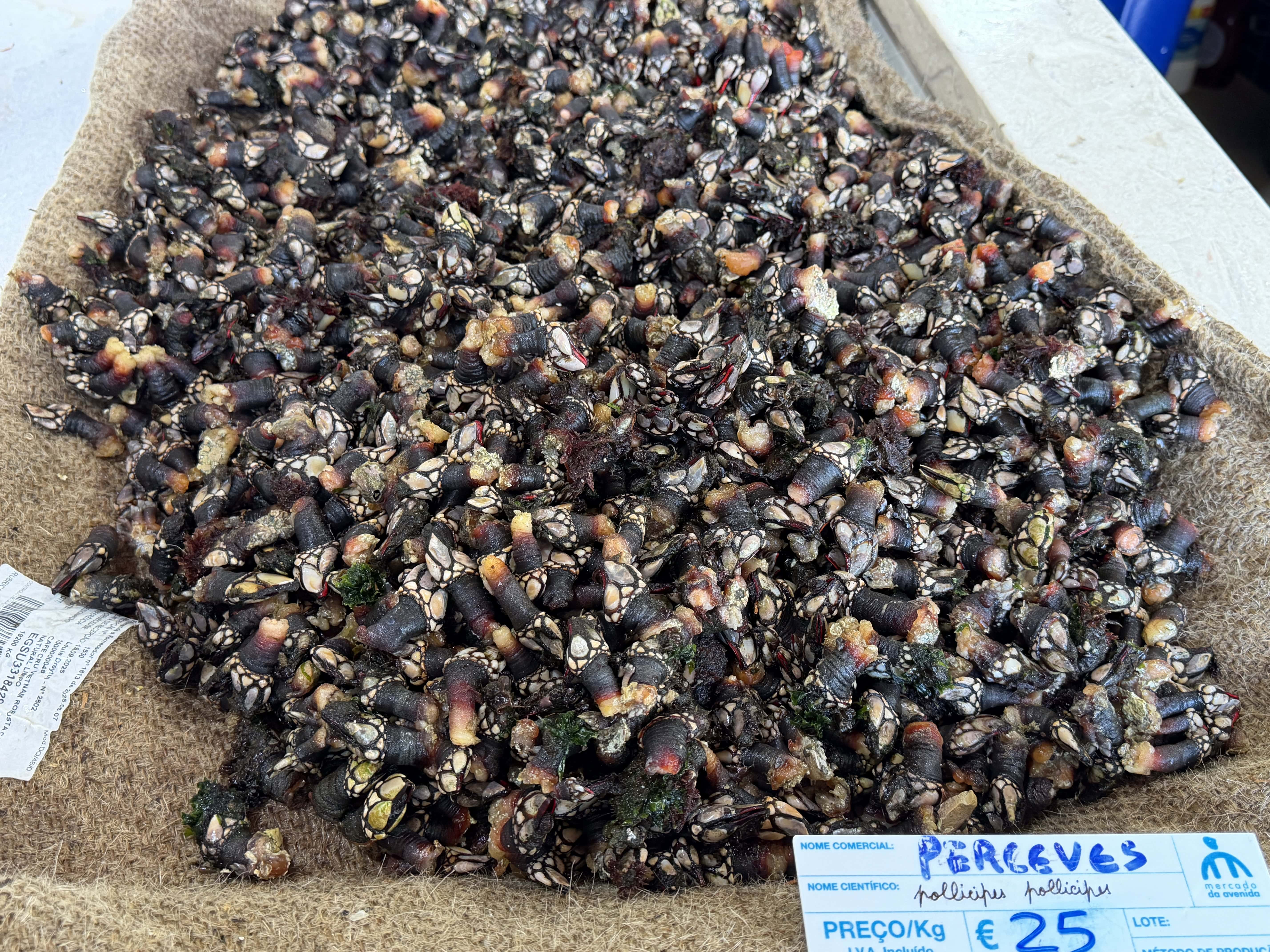 Barnacles