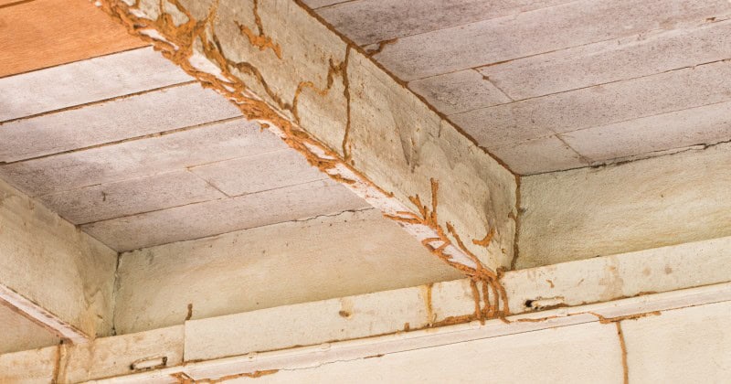 Which Pests To Protect Against Ahead Of Spring And Summer - Building ...