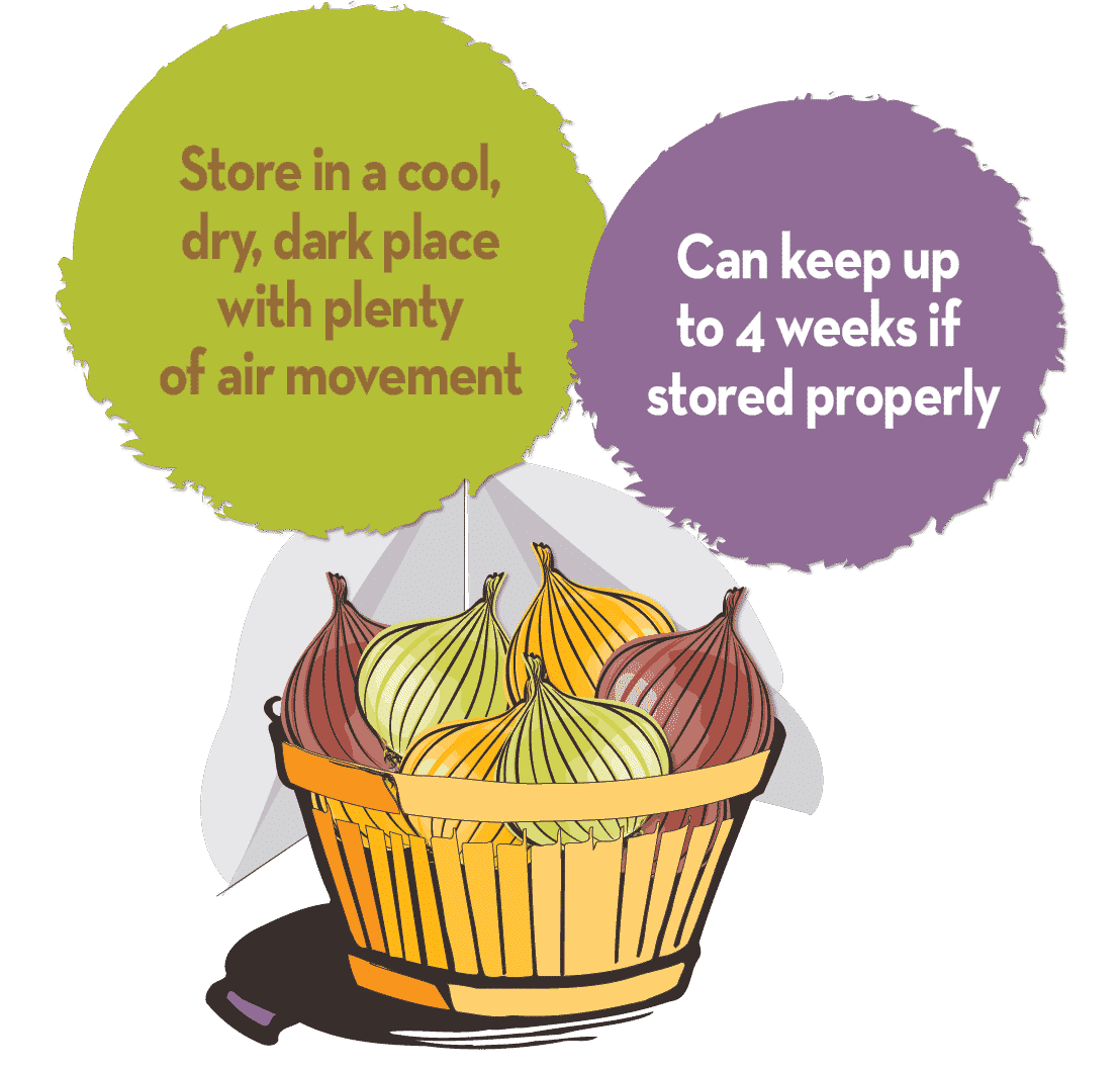 How to store onions graphic