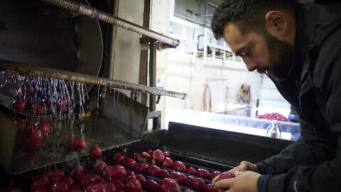 A & L Potato Co. - Worker looking at potatoes on the wash line